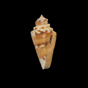 BC332 Conus malacanus w/o - FREAK FORM