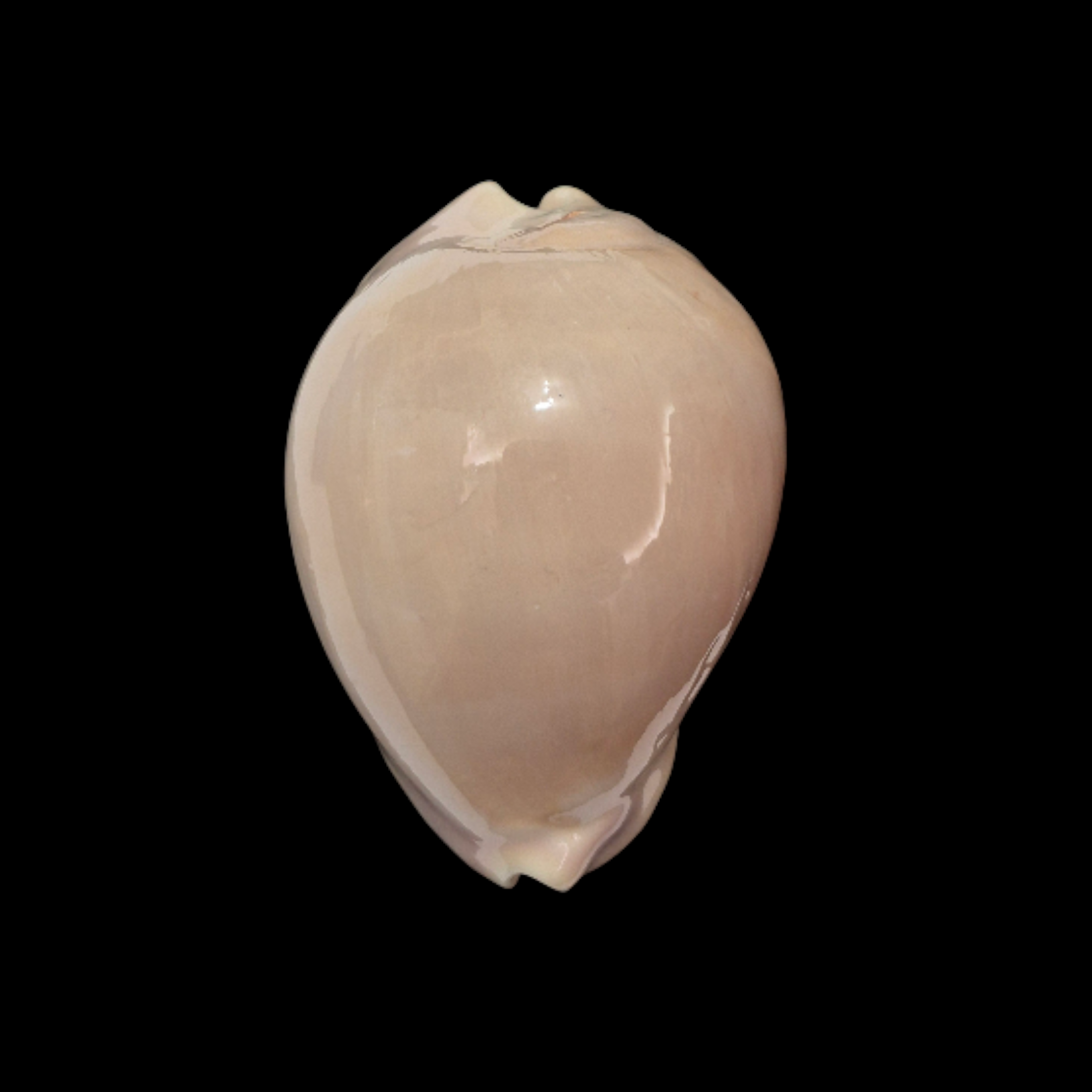 BC320 Zoila venusta roseoimmaculata - SELECTED