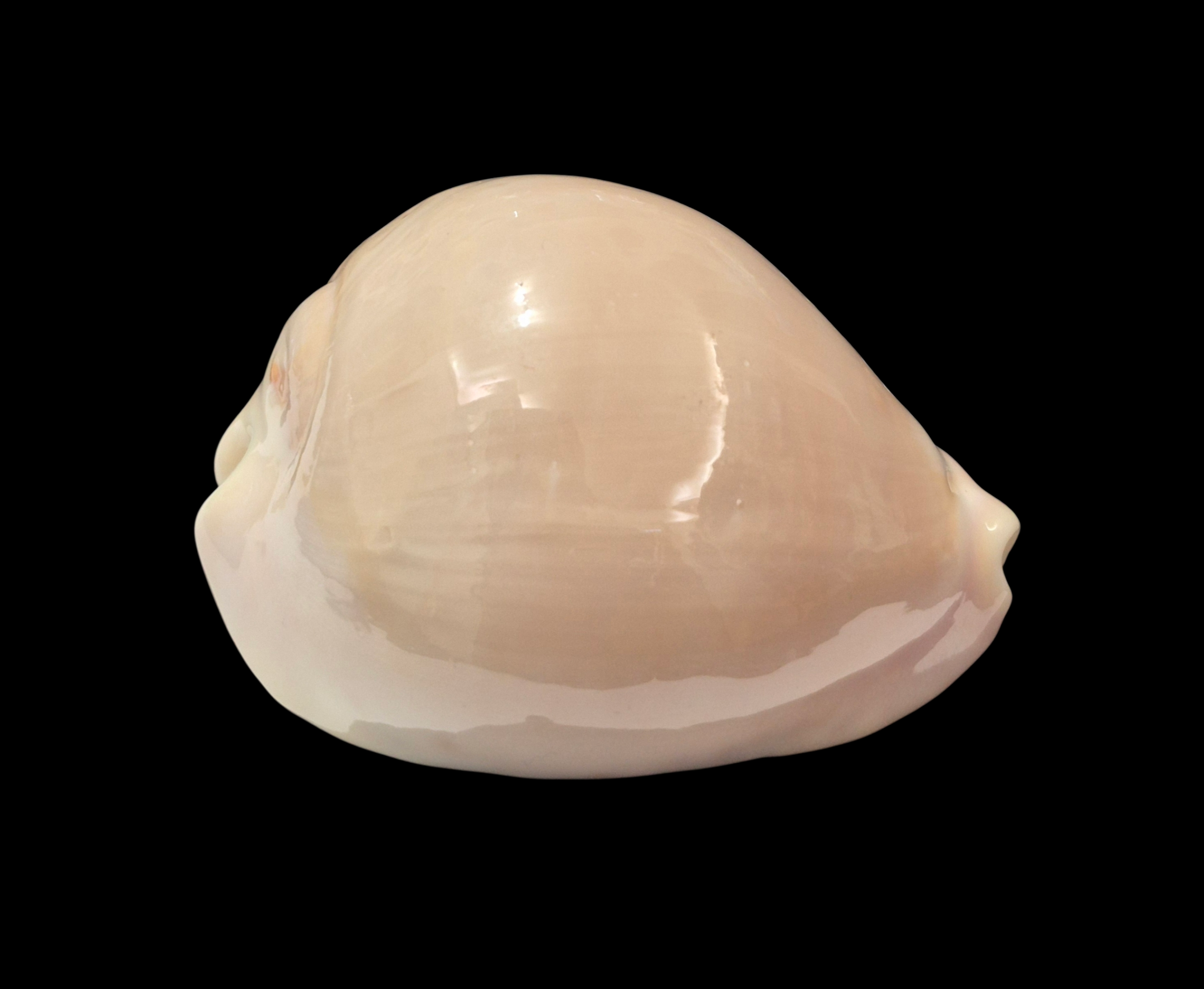 BC320 Zoila venusta roseoimmaculata - SELECTED - Image 2