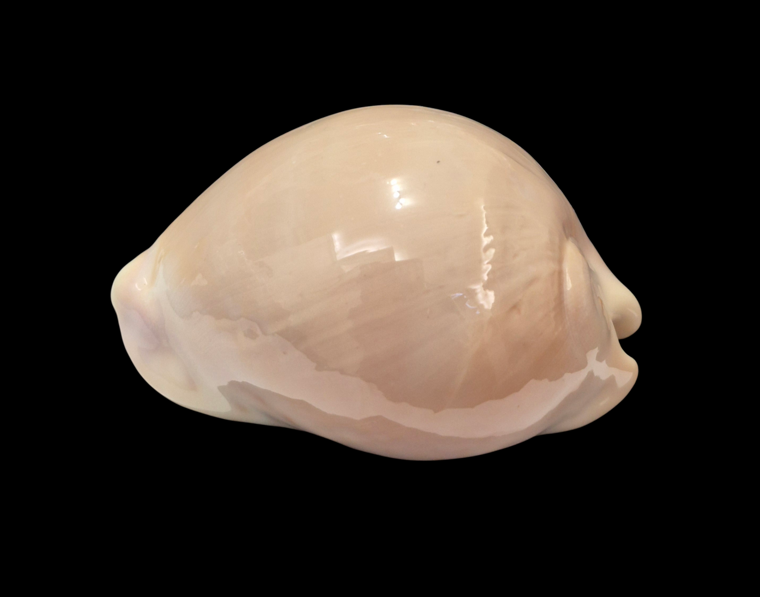 BC320 Zoila venusta roseoimmaculata - SELECTED - Image 3