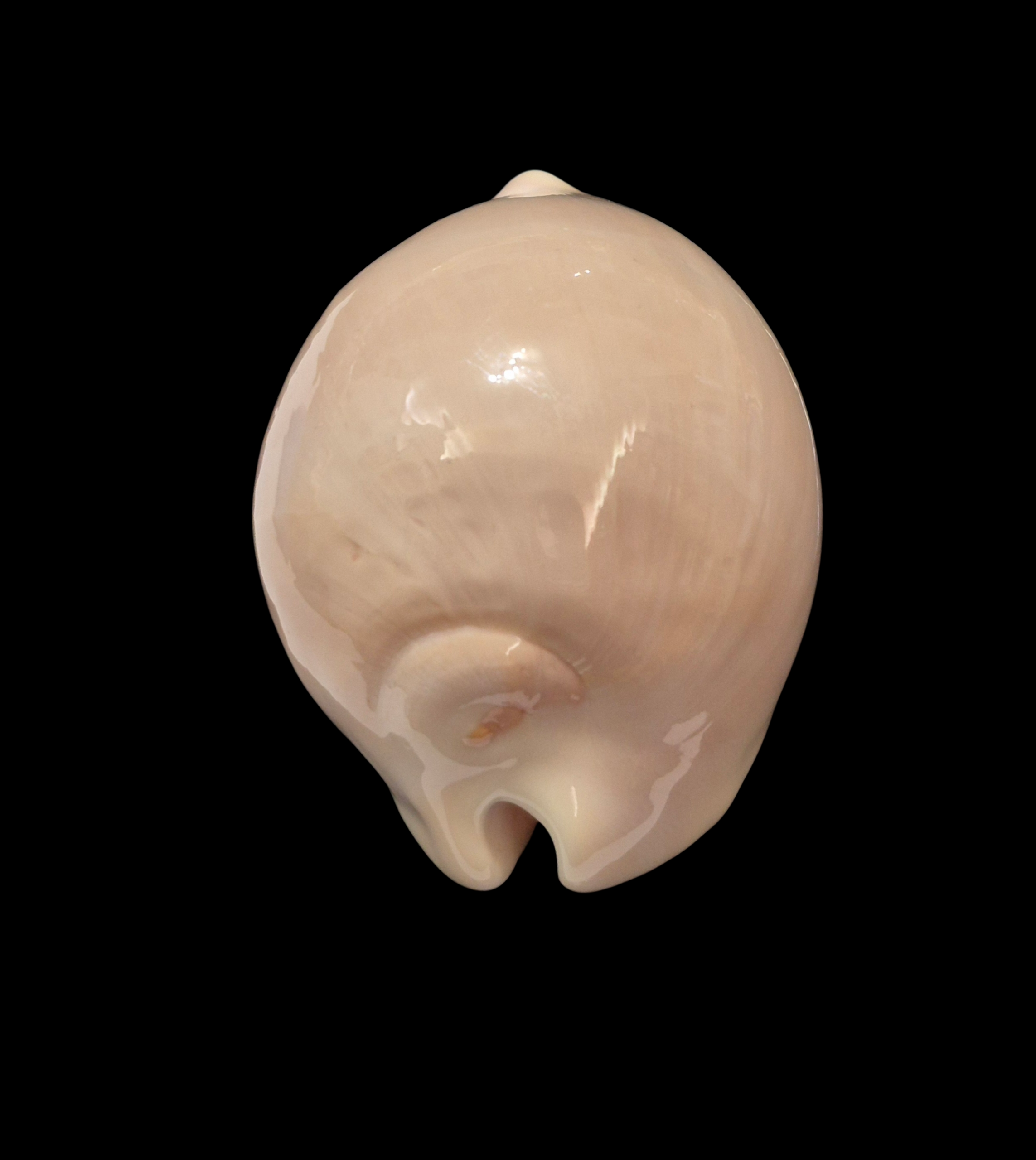 BC320 Zoila venusta roseoimmaculata - SELECTED - Image 4