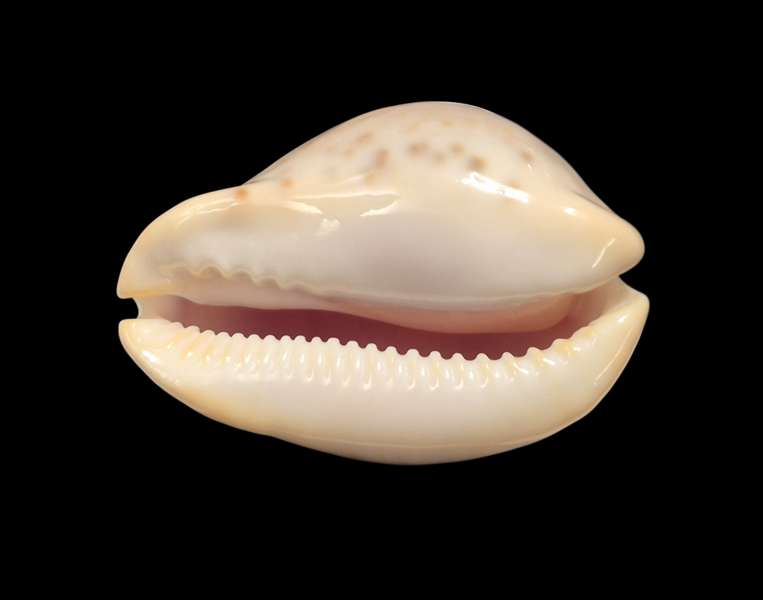 BC320 Zoila venusta roseoimmaculata - SELECTED - Image 5