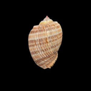 BC334 Harpa costata - SELECTED