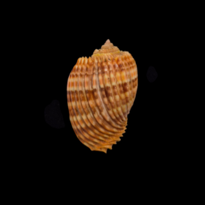 BC329 Harpa costata lutea f. anosyensis - LITTLE JEWEL