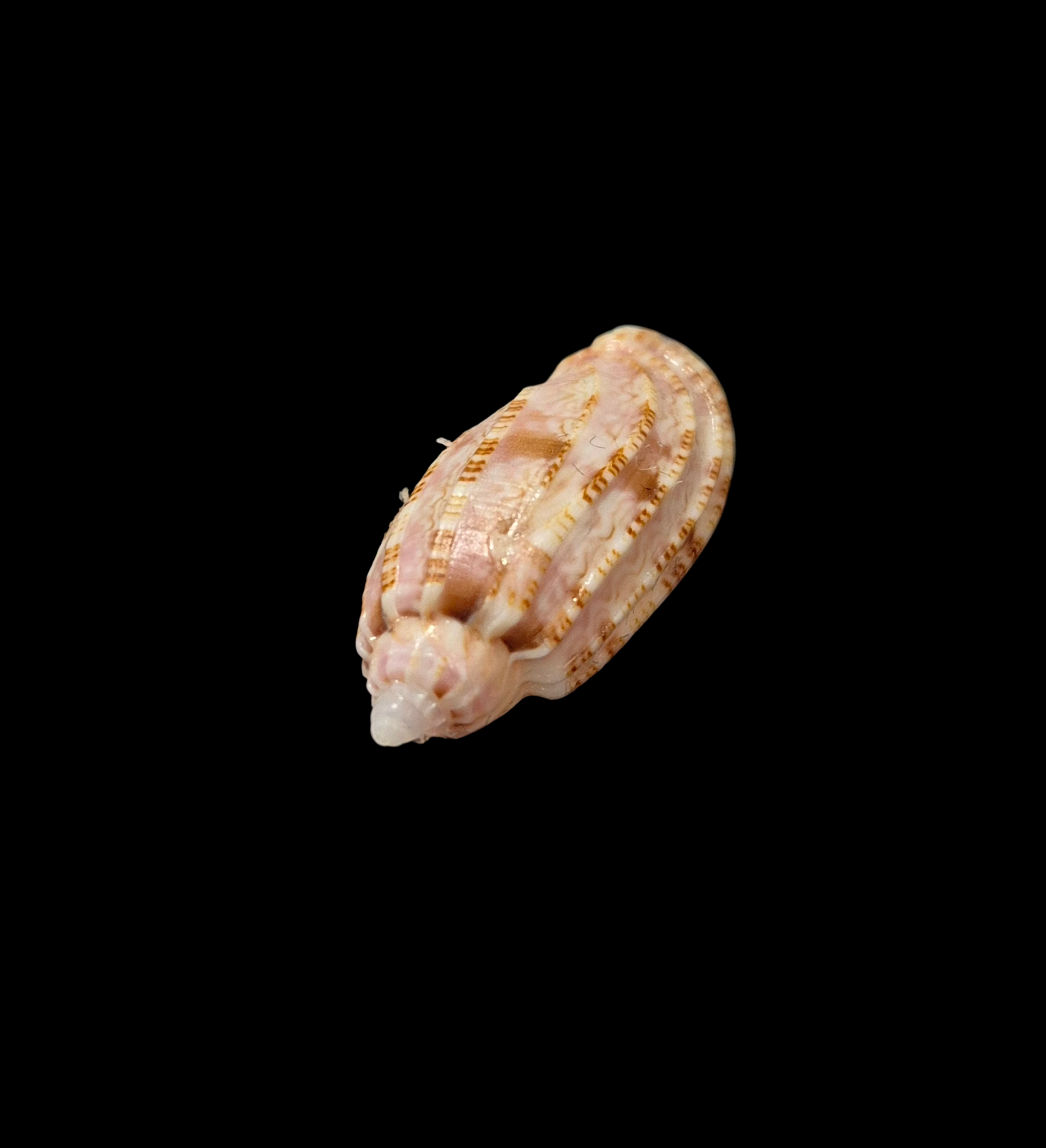 BC322 Harpa gracilis - VERY SELECTED - Image 3