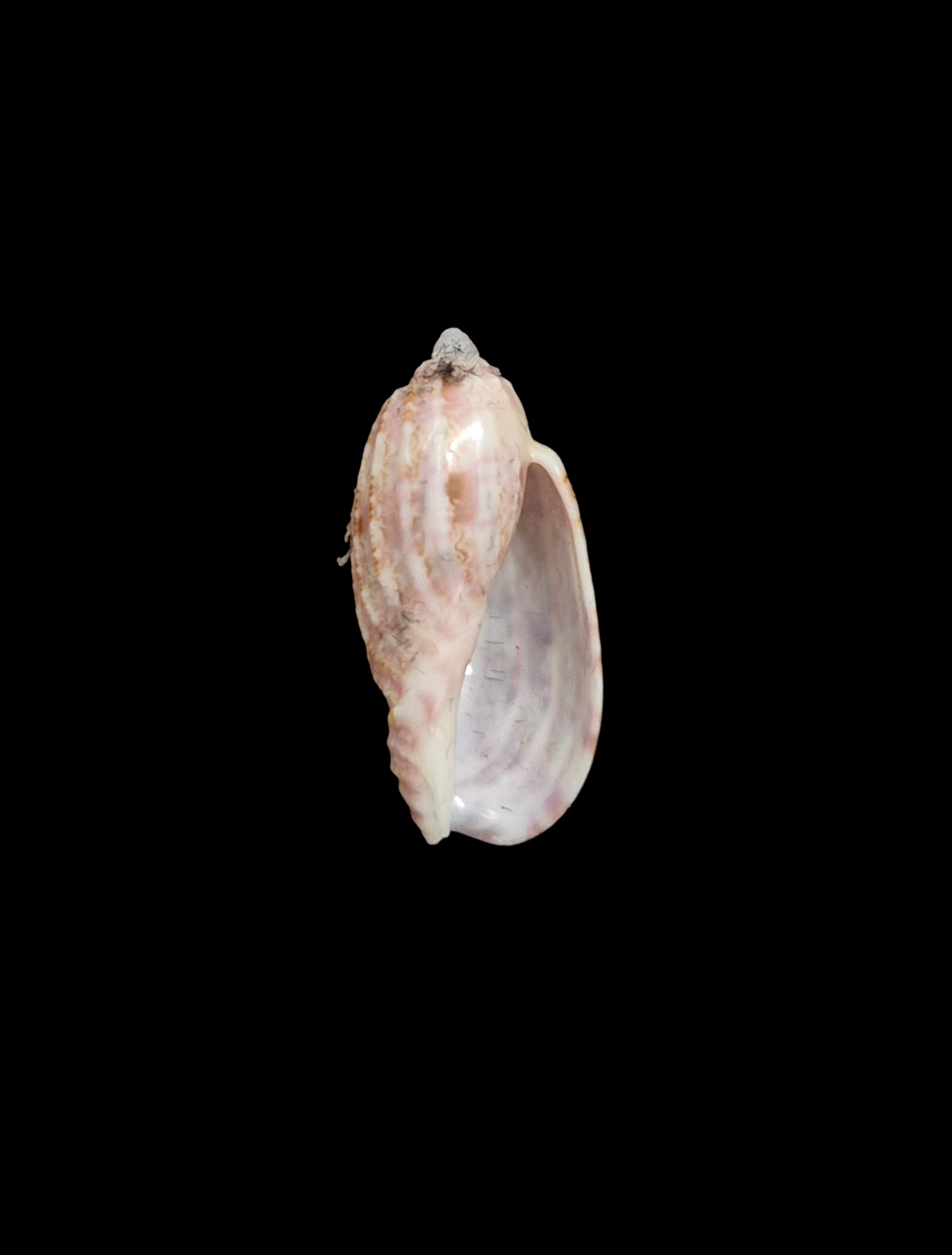 BC322 Harpa gracilis - VERY SELECTED - Image 2