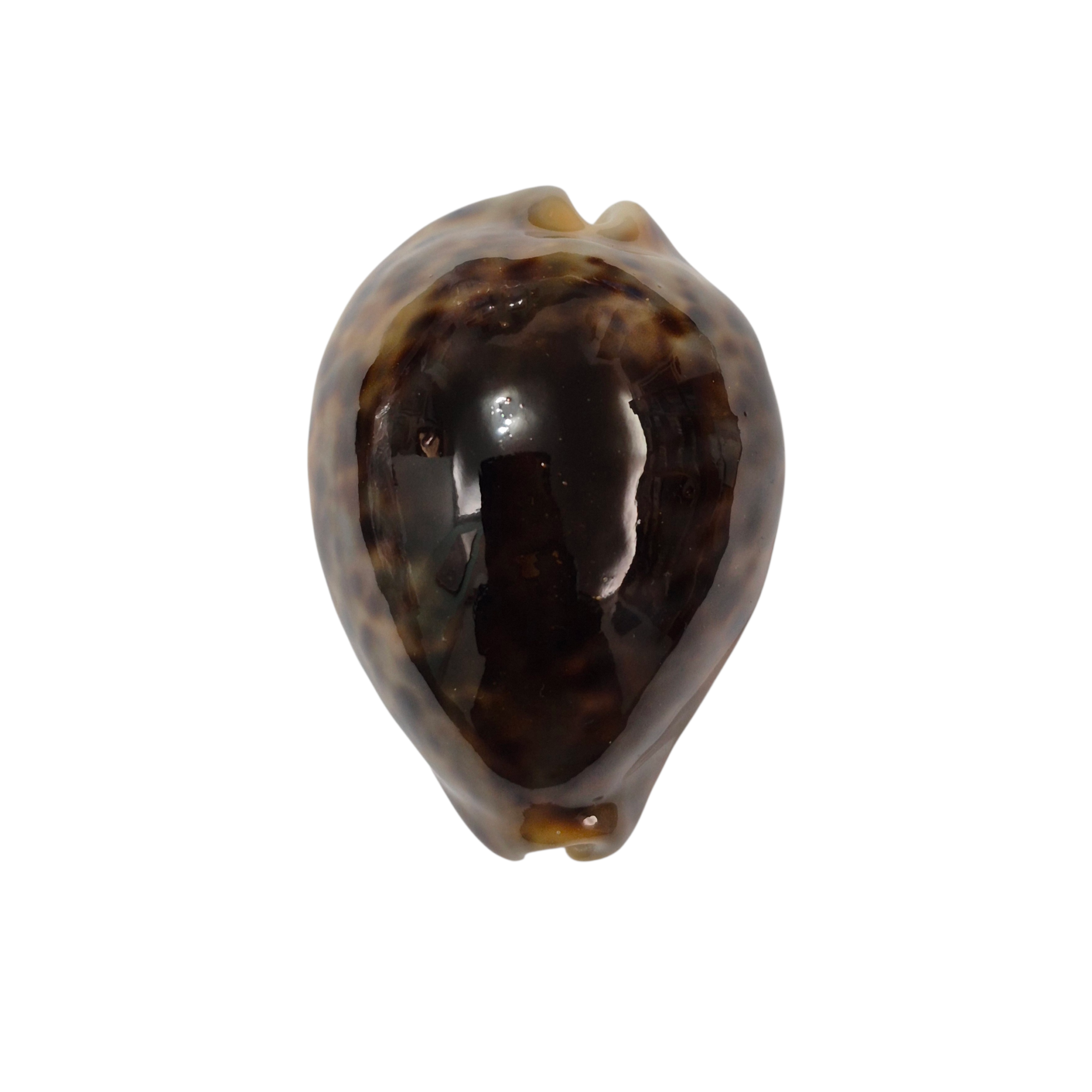 BC341 Cypraea tigris - BLACK DORSUM