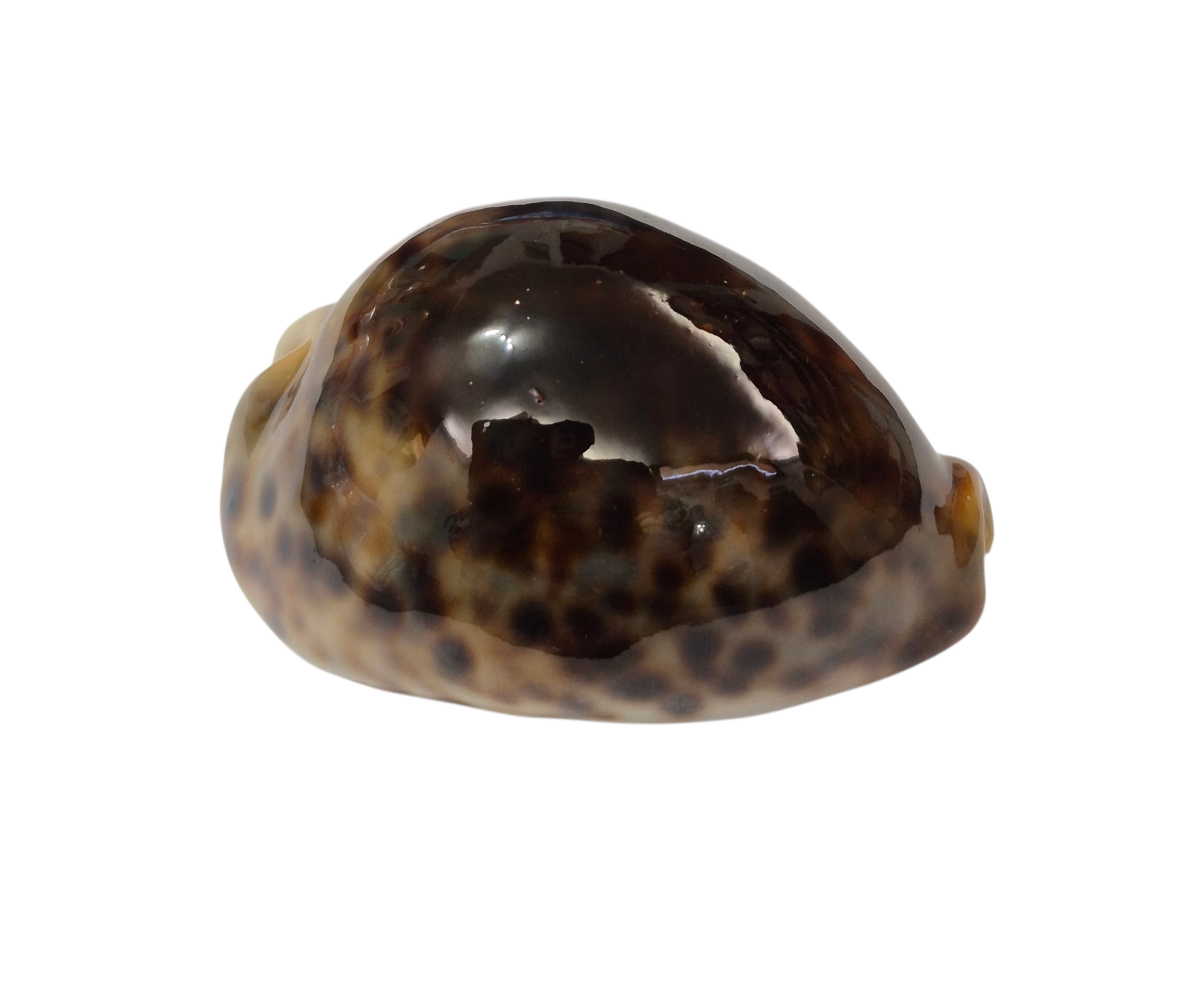 BC341 Cypraea tigris - BLACK DORSUM - Image 2