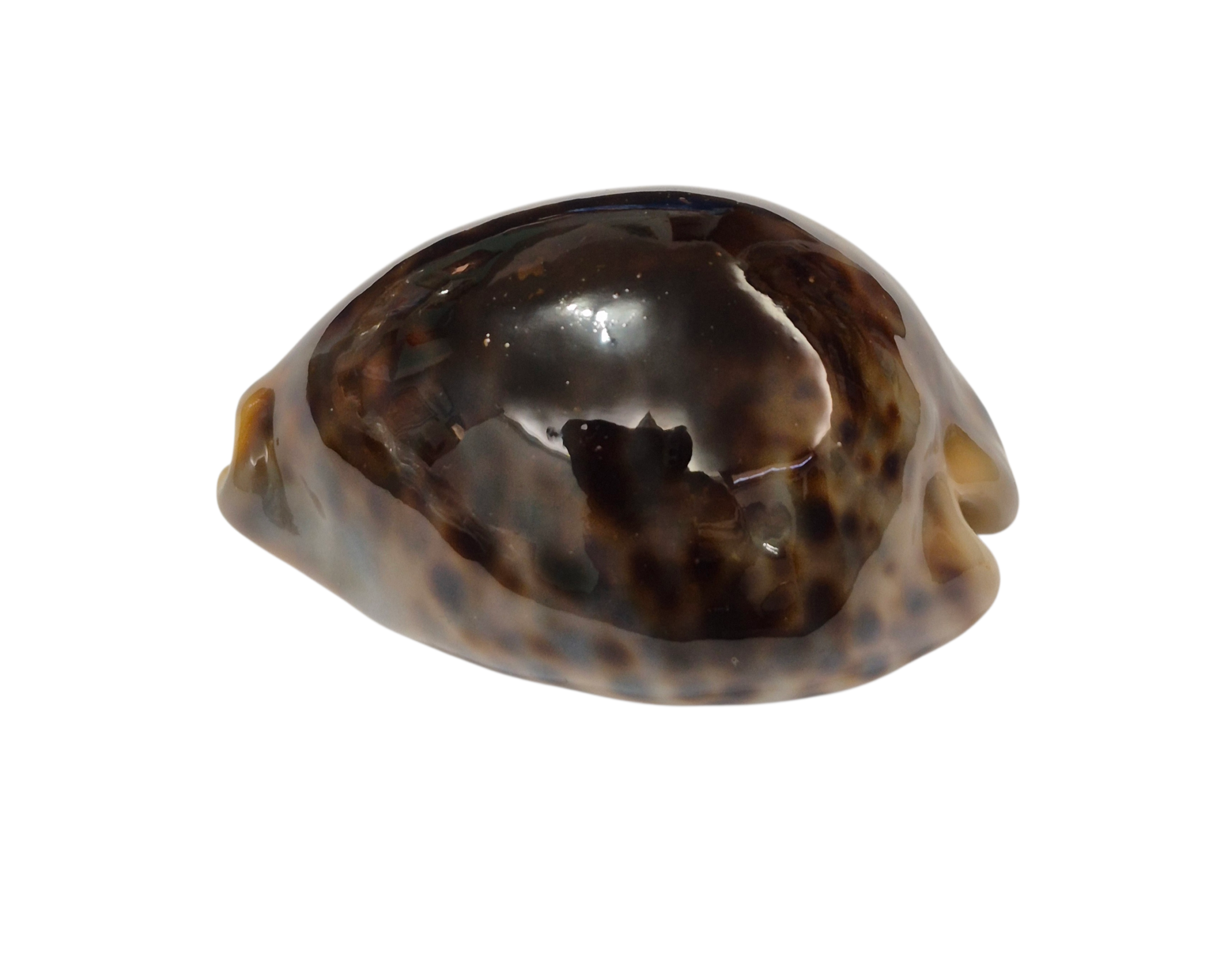 BC341 Cypraea tigris - BLACK DORSUM - Image 3