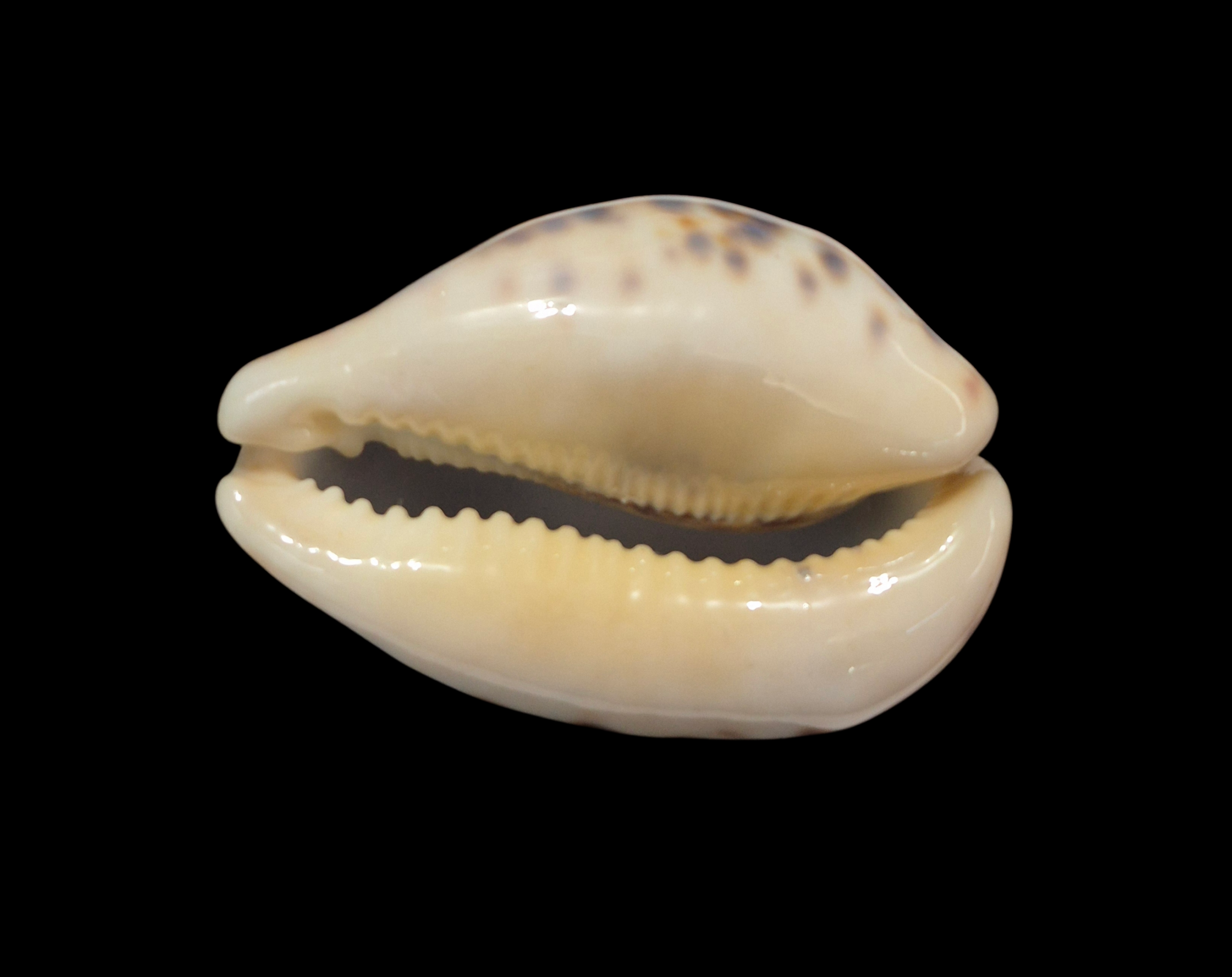 BC341 Cypraea tigris - BLACK DORSUM - Image 5