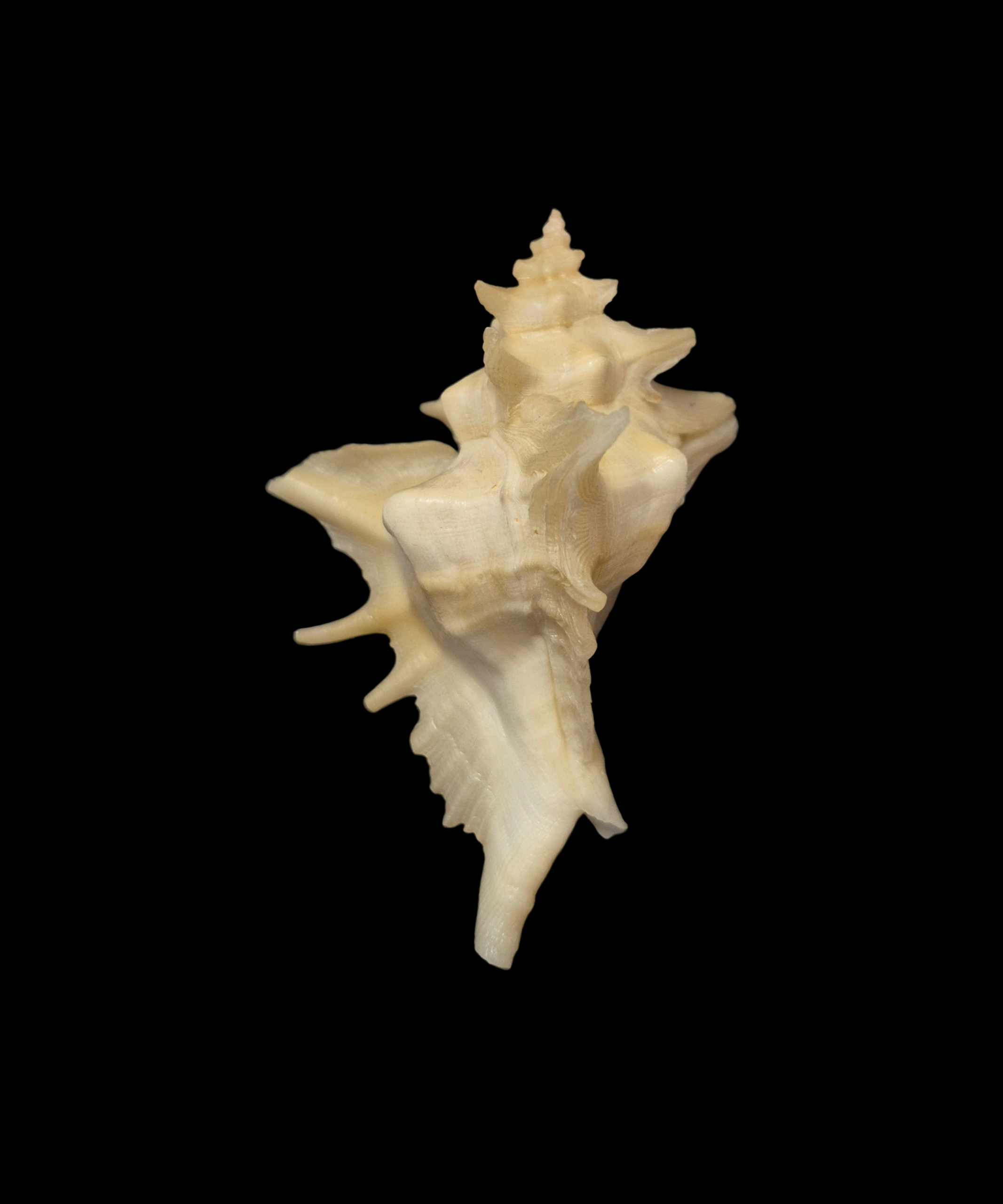 BC351 Pteropurpura centrifuga w/o - BIG SIZE - Image 2