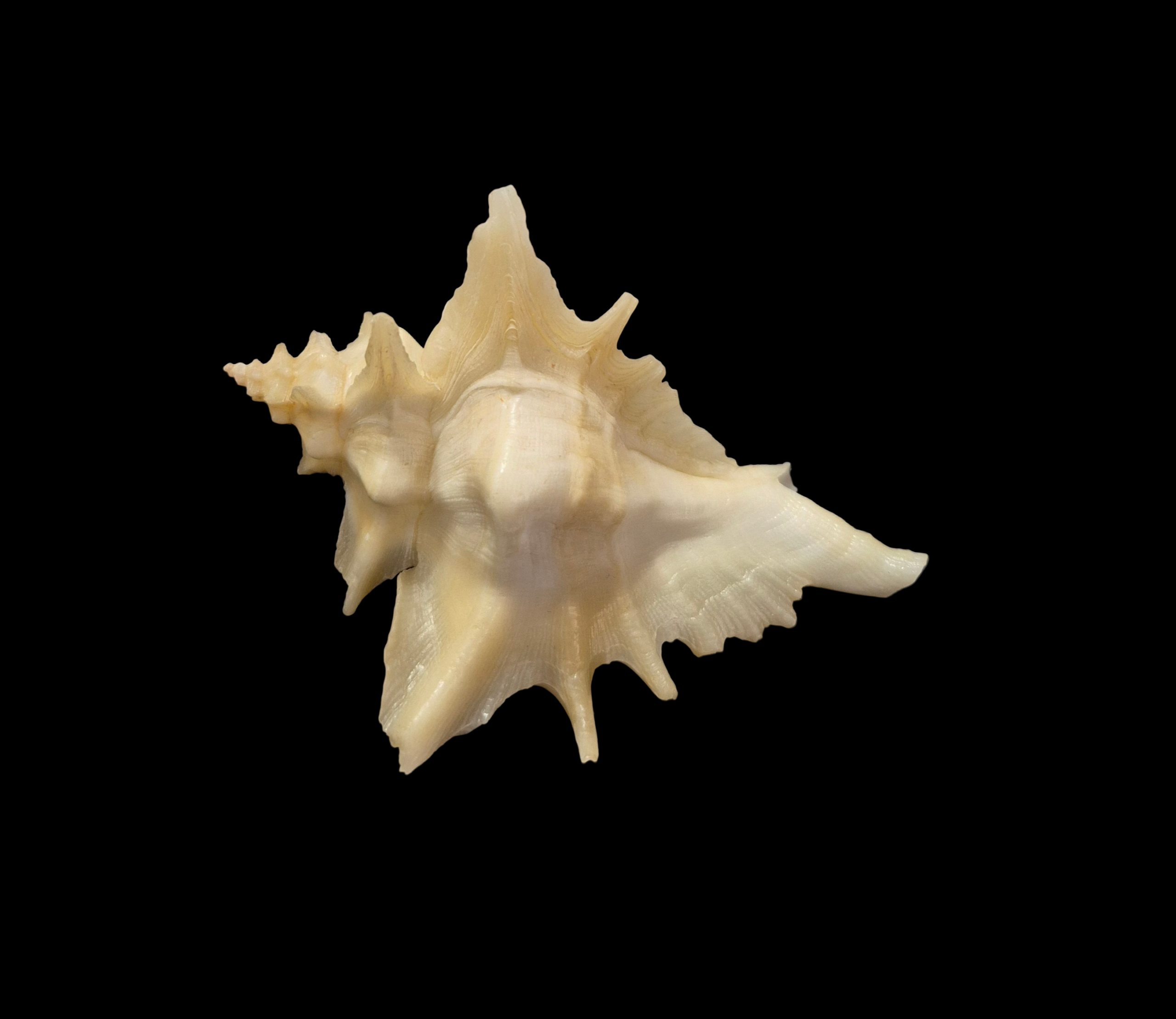 BC351 Pteropurpura centrifuga w/o - BIG SIZE - Image 3