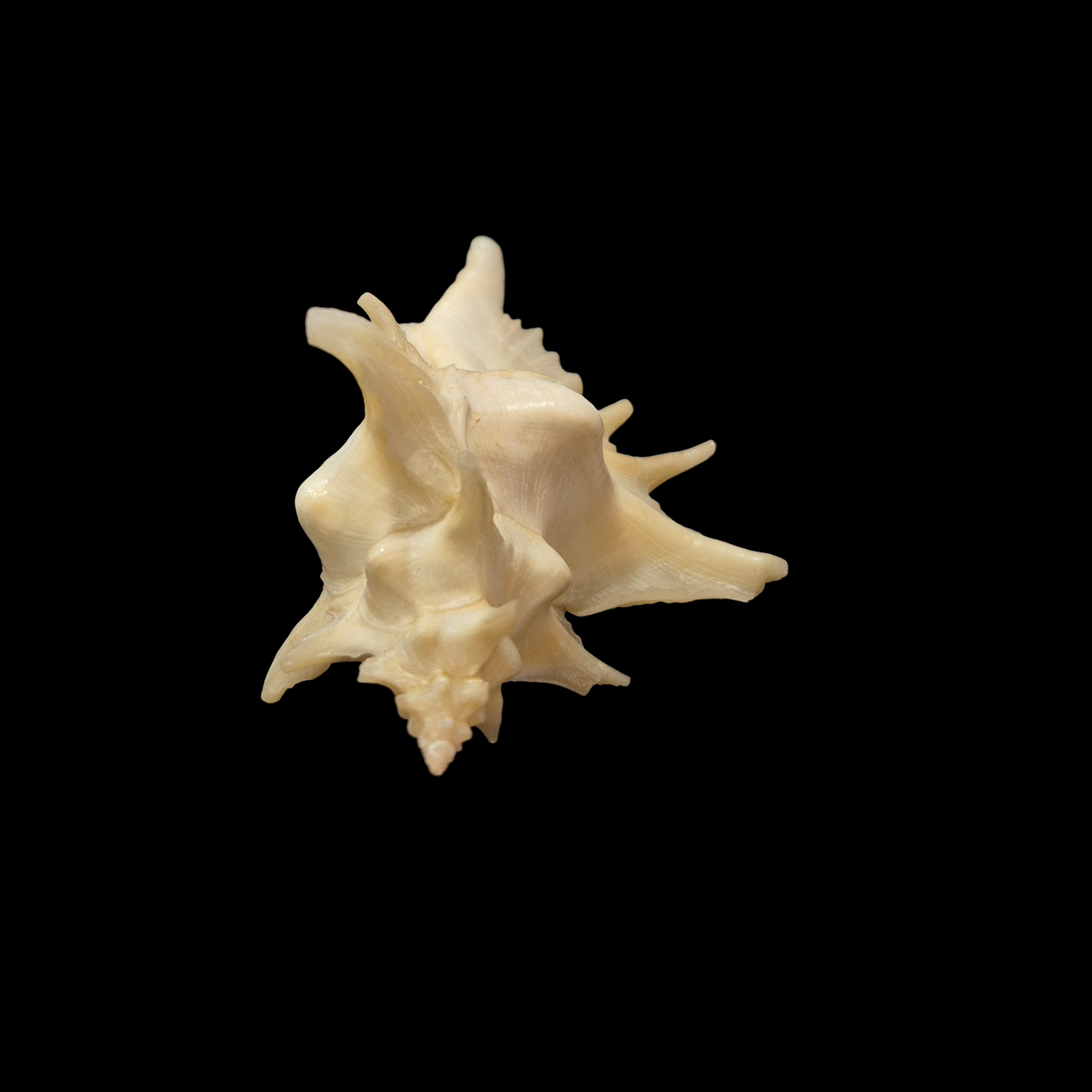 BC351 Pteropurpura centrifuga w/o - BIG SIZE - Image 4