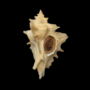 BC351 Pteropurpura centrifuga w/o - BIG SIZE