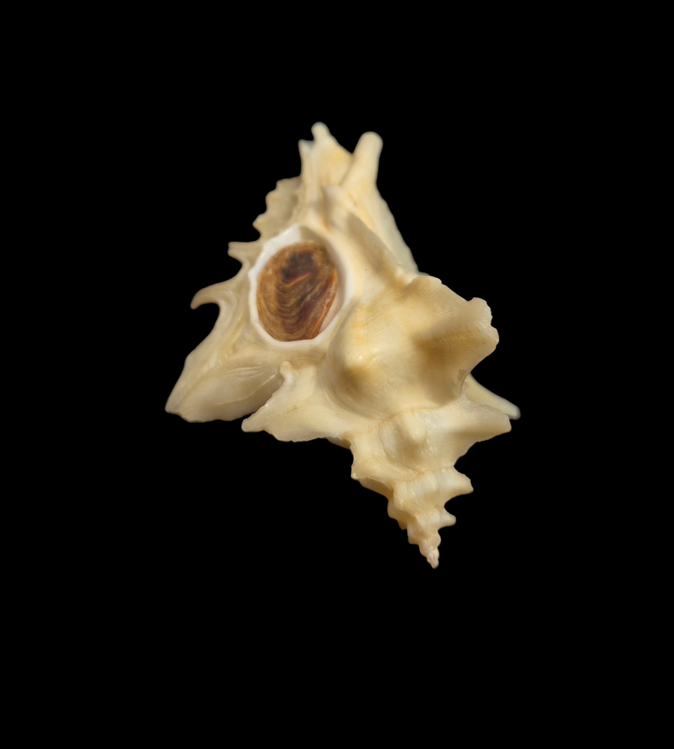 BC351 Pteropurpura centrifuga w/o - BIG SIZE - Image 5