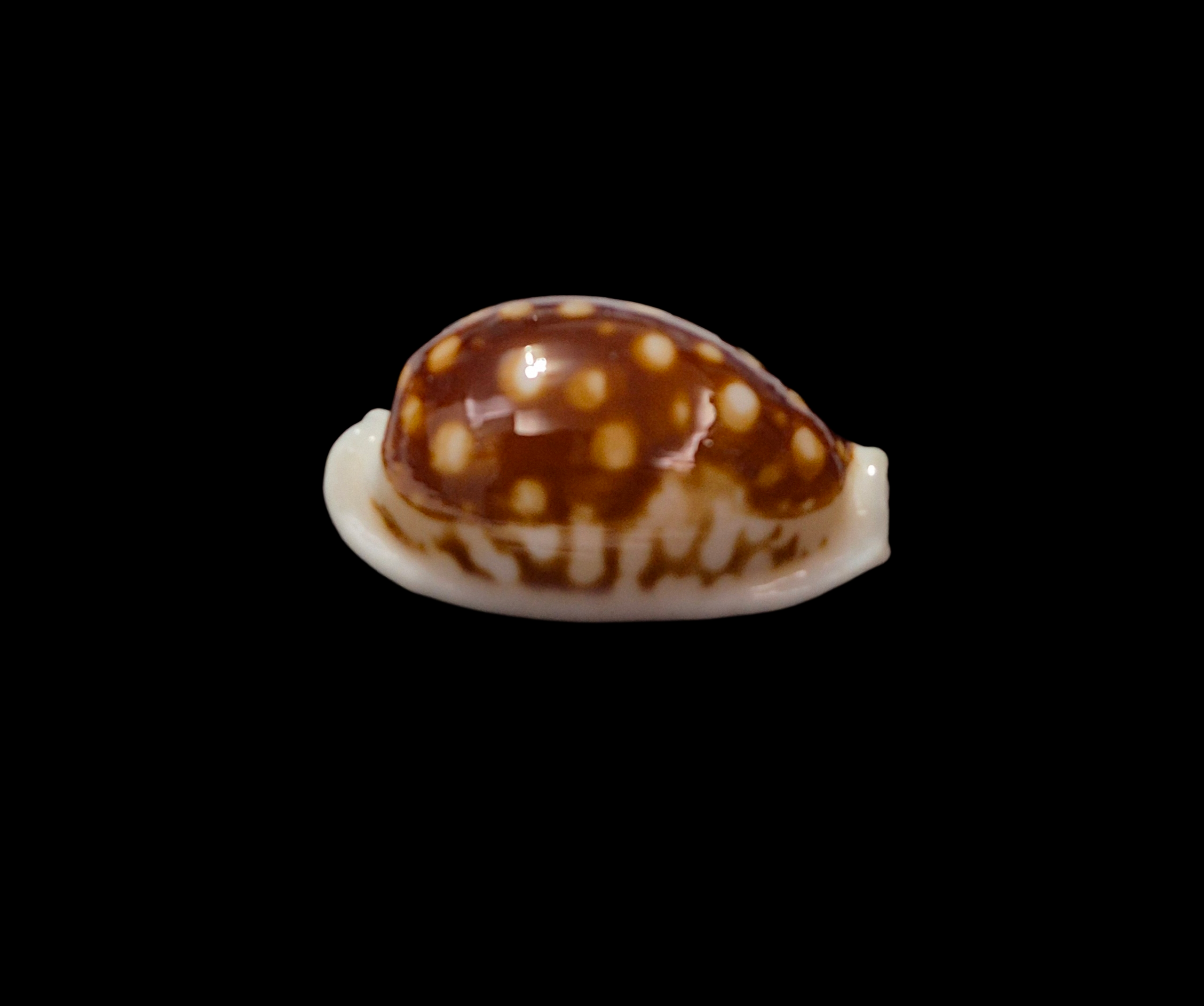 BC349 Cribrarula exmouthensis exmouthensis - Image 5