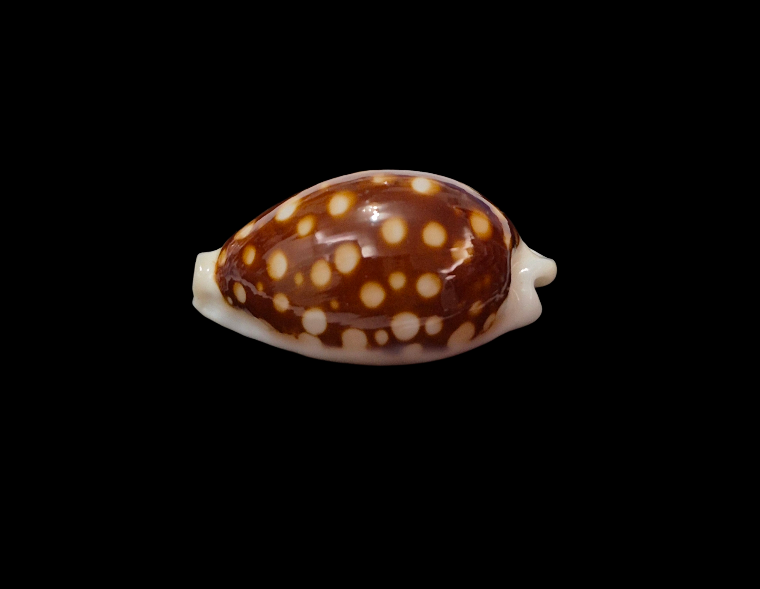 BC349 Cribrarula exmouthensis exmouthensis - Image 2