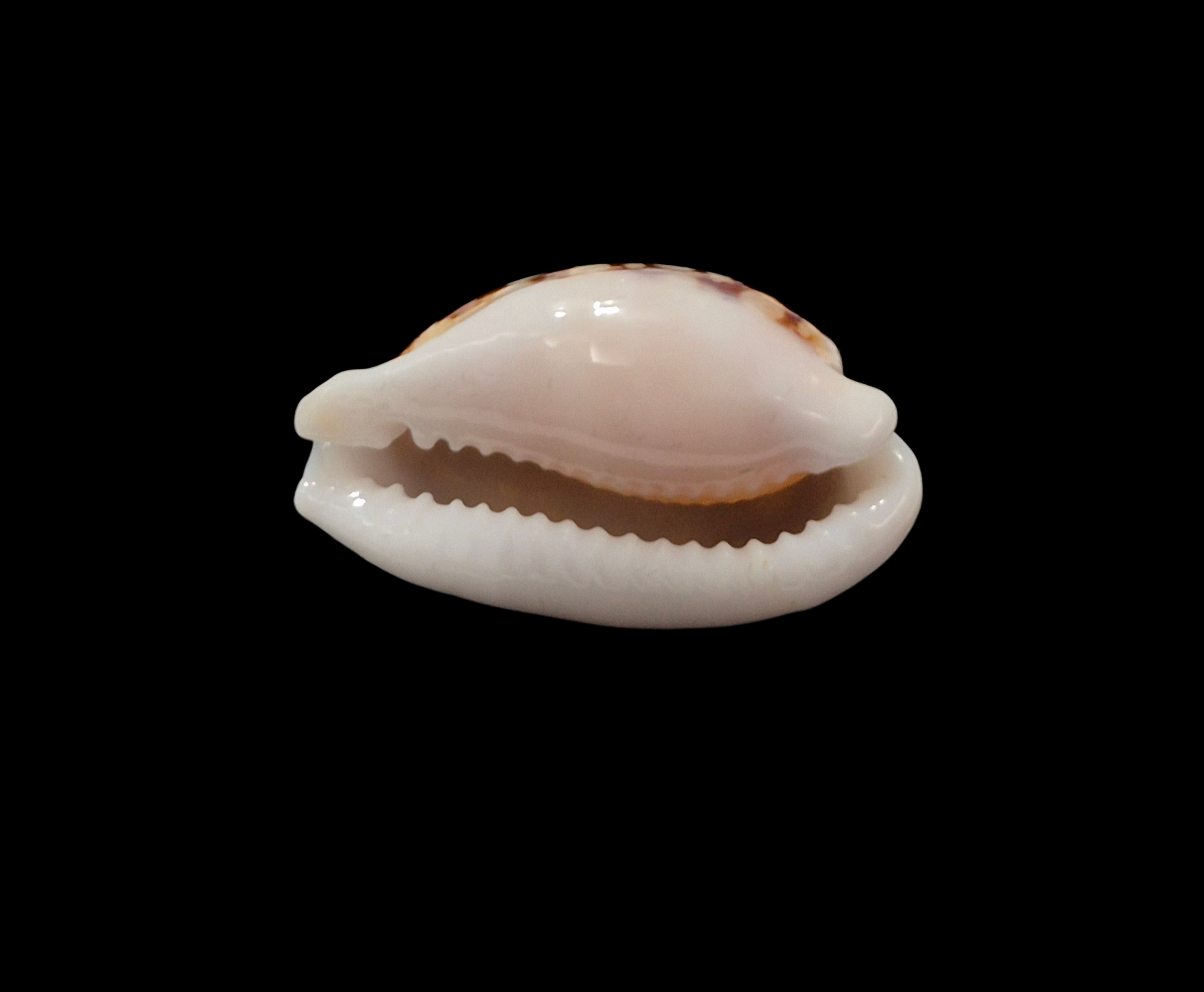 BC349 Cribrarula exmouthensis exmouthensis - Image 4