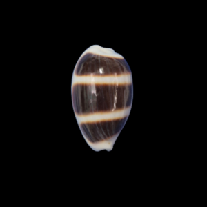 BC352 Palmadusta asellus - BIG SIZE