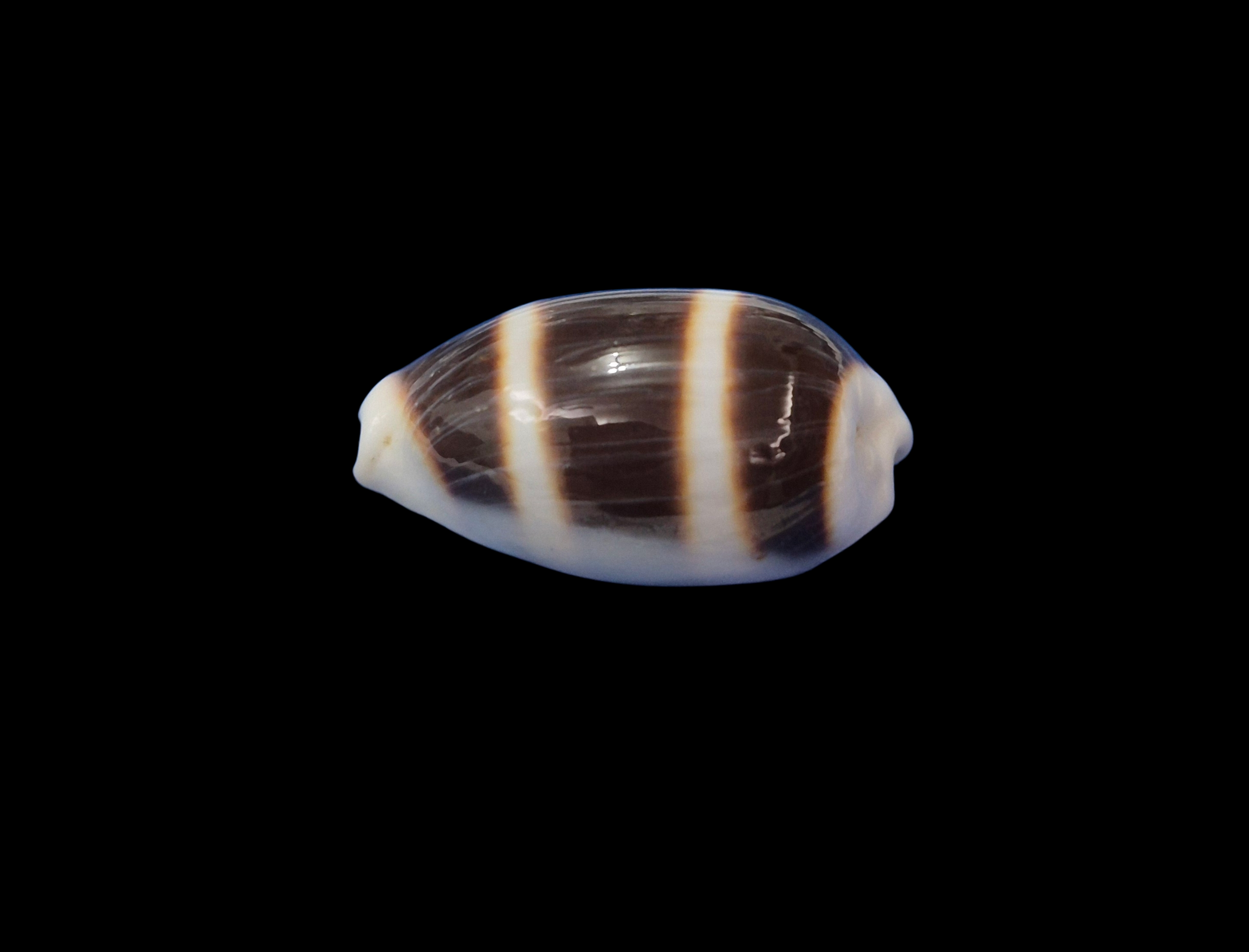 BC352 Palmadusta asellus - BIG SIZE - Image 3