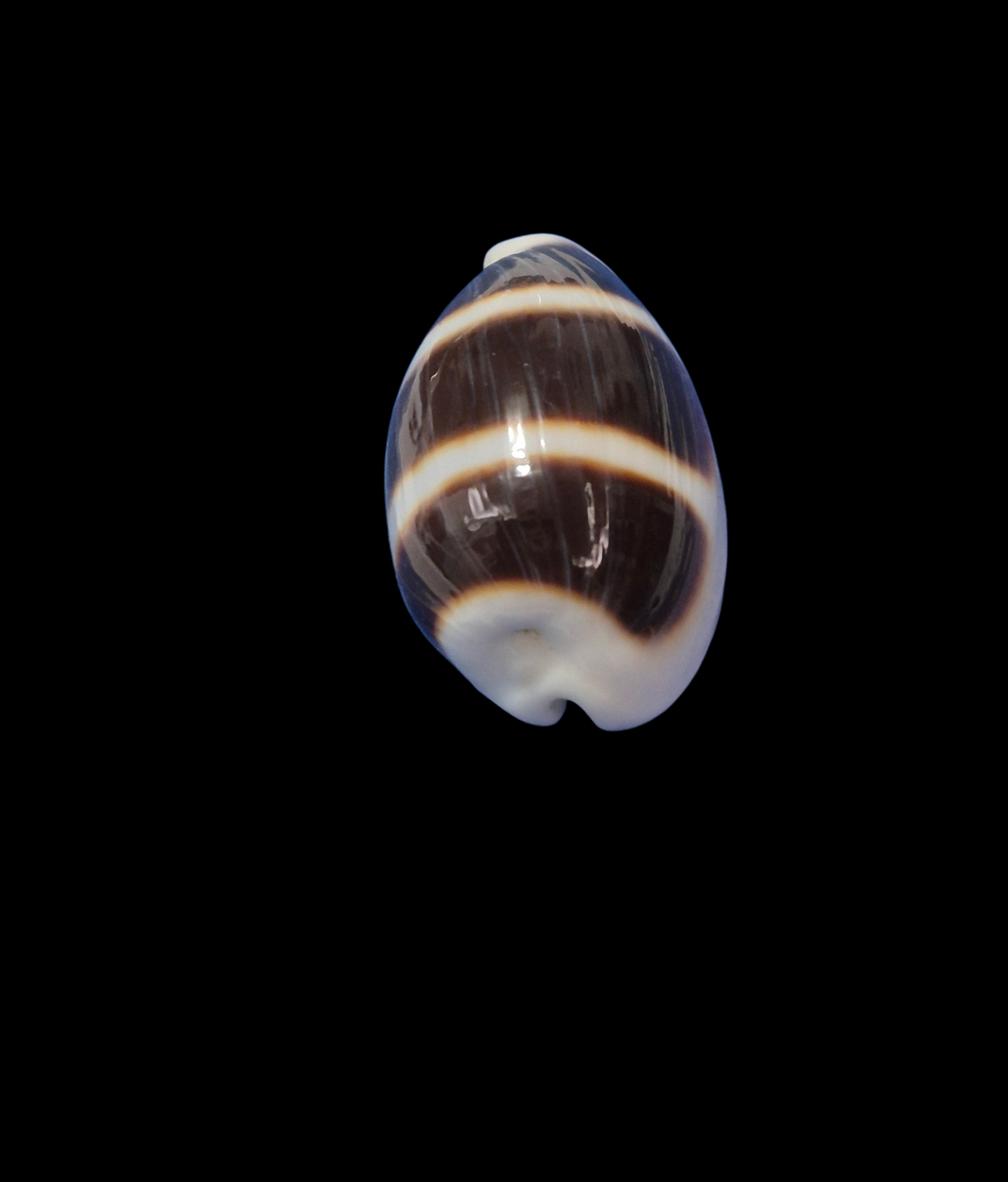 BC352 Palmadusta asellus - BIG SIZE - Image 4