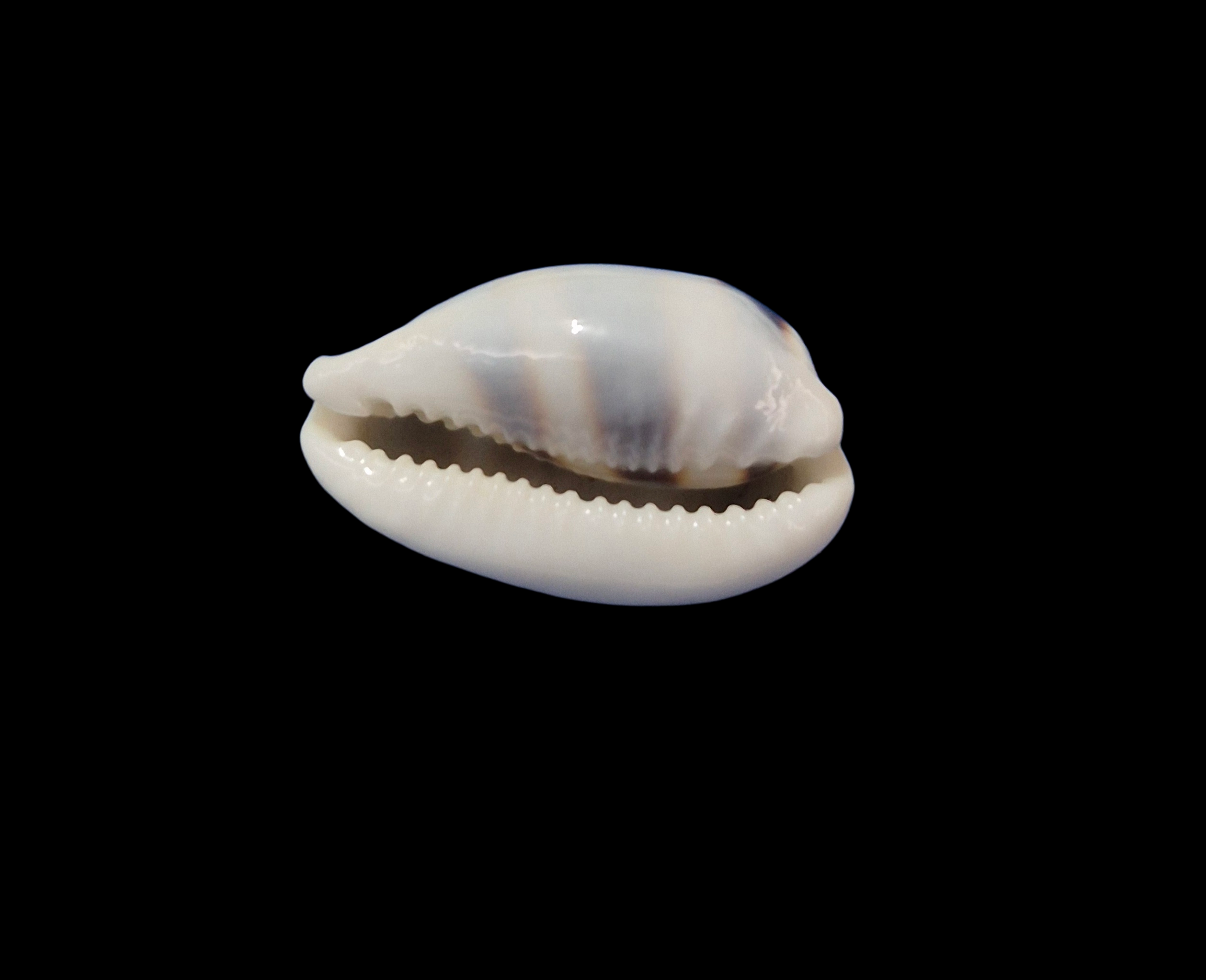 BC352 Palmadusta asellus - BIG SIZE - Image 5