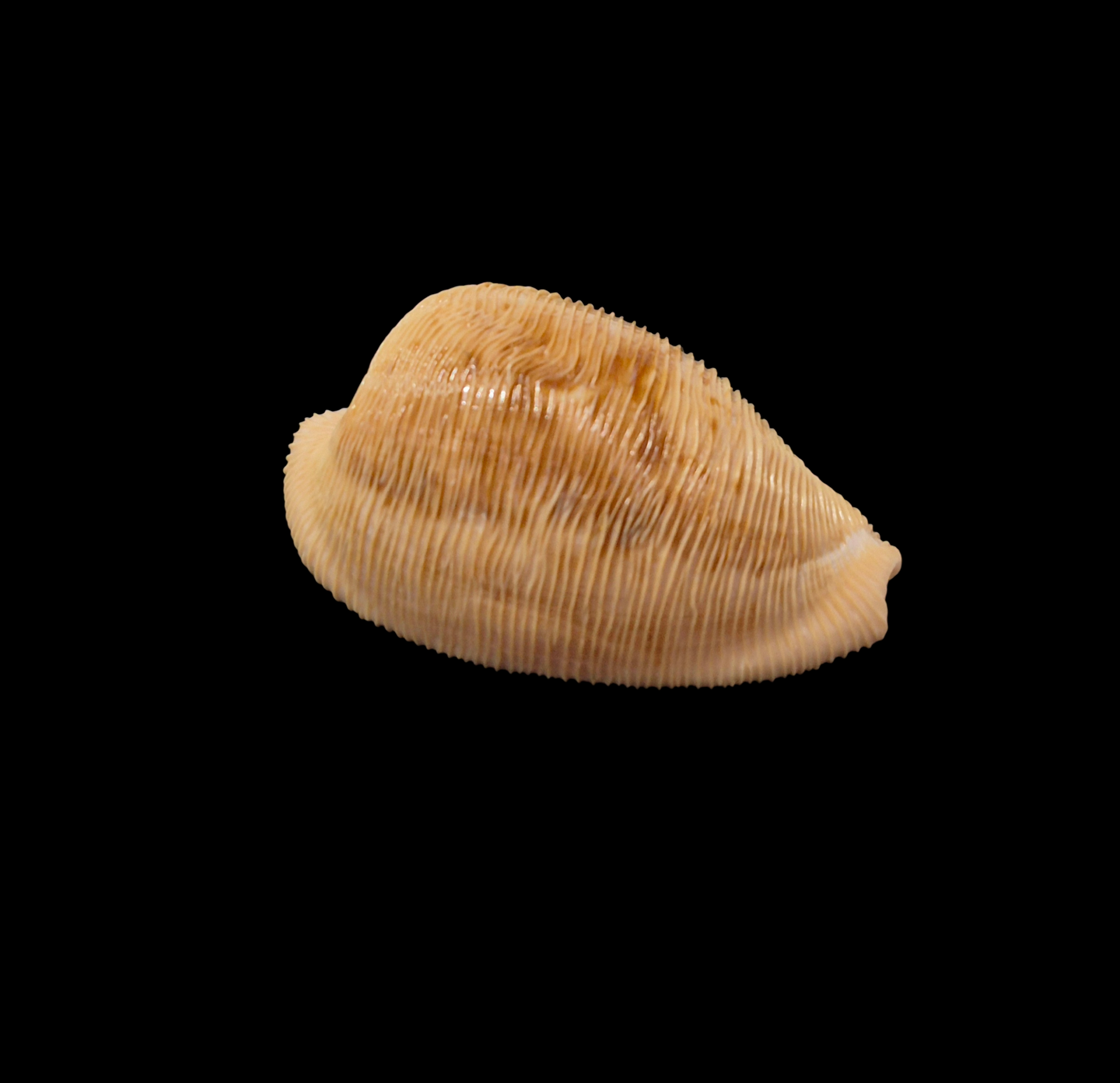 BC354 Cypraeovula capensis - Image 2
