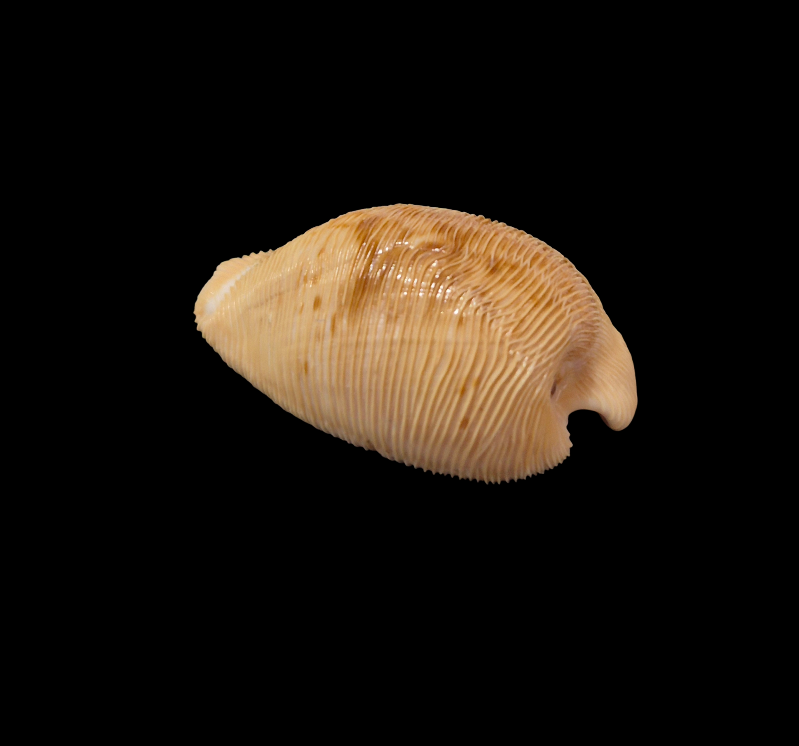 BC354 Cypraeovula capensis - Image 3