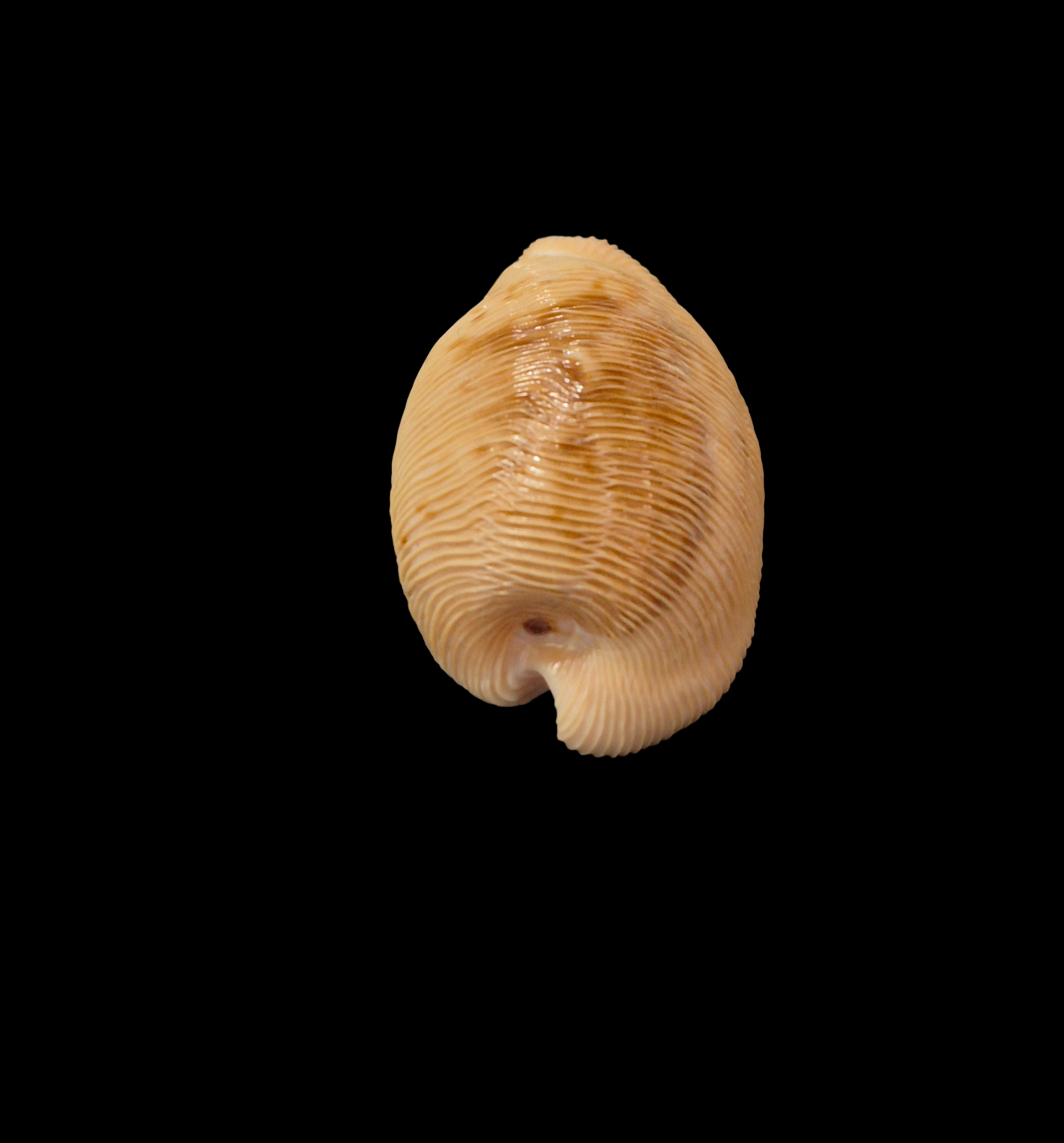 BC354 Cypraeovula capensis - Image 4
