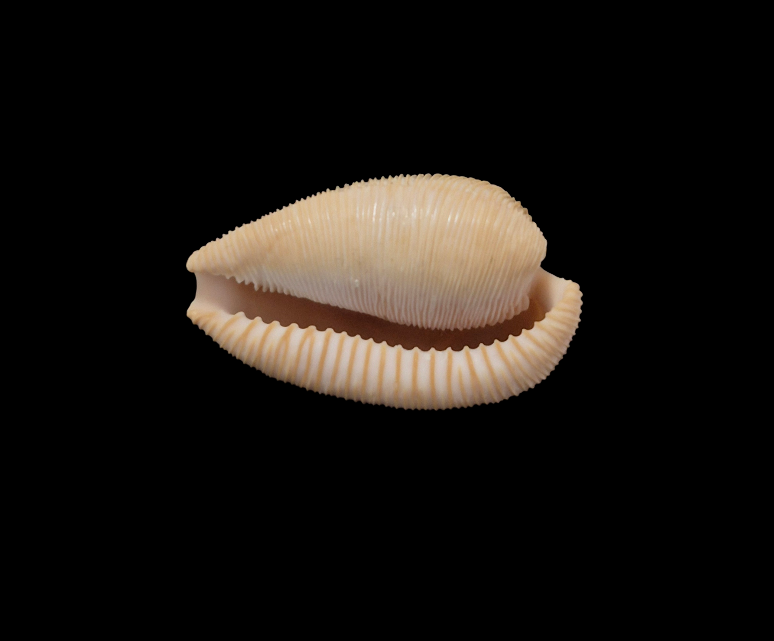 BC354 Cypraeovula capensis - Image 5