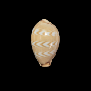 BC353 Palmadusta ziczac - GOOD SIZE