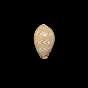 BC353 Palmadusta ziczac - GOOD SIZE