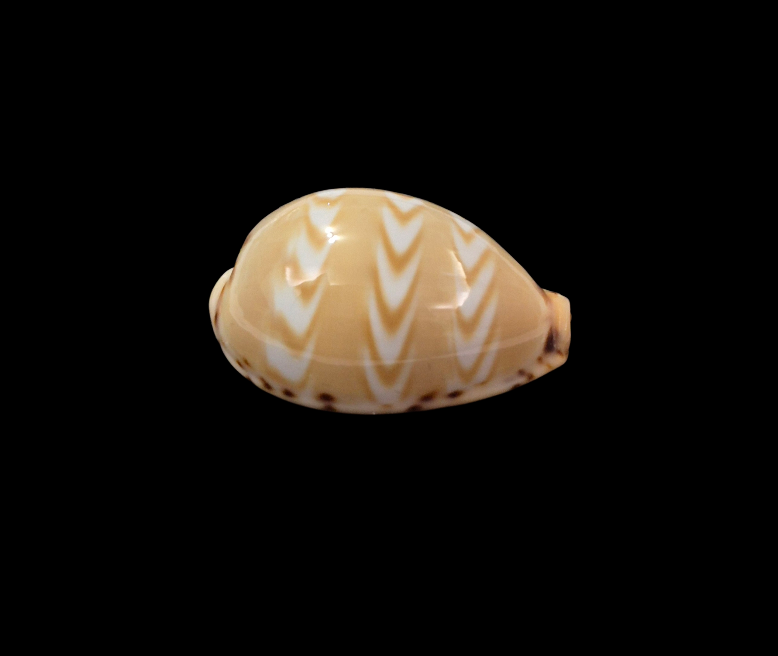 BC353 Palmadusta ziczac - GOOD SIZE - Image 2