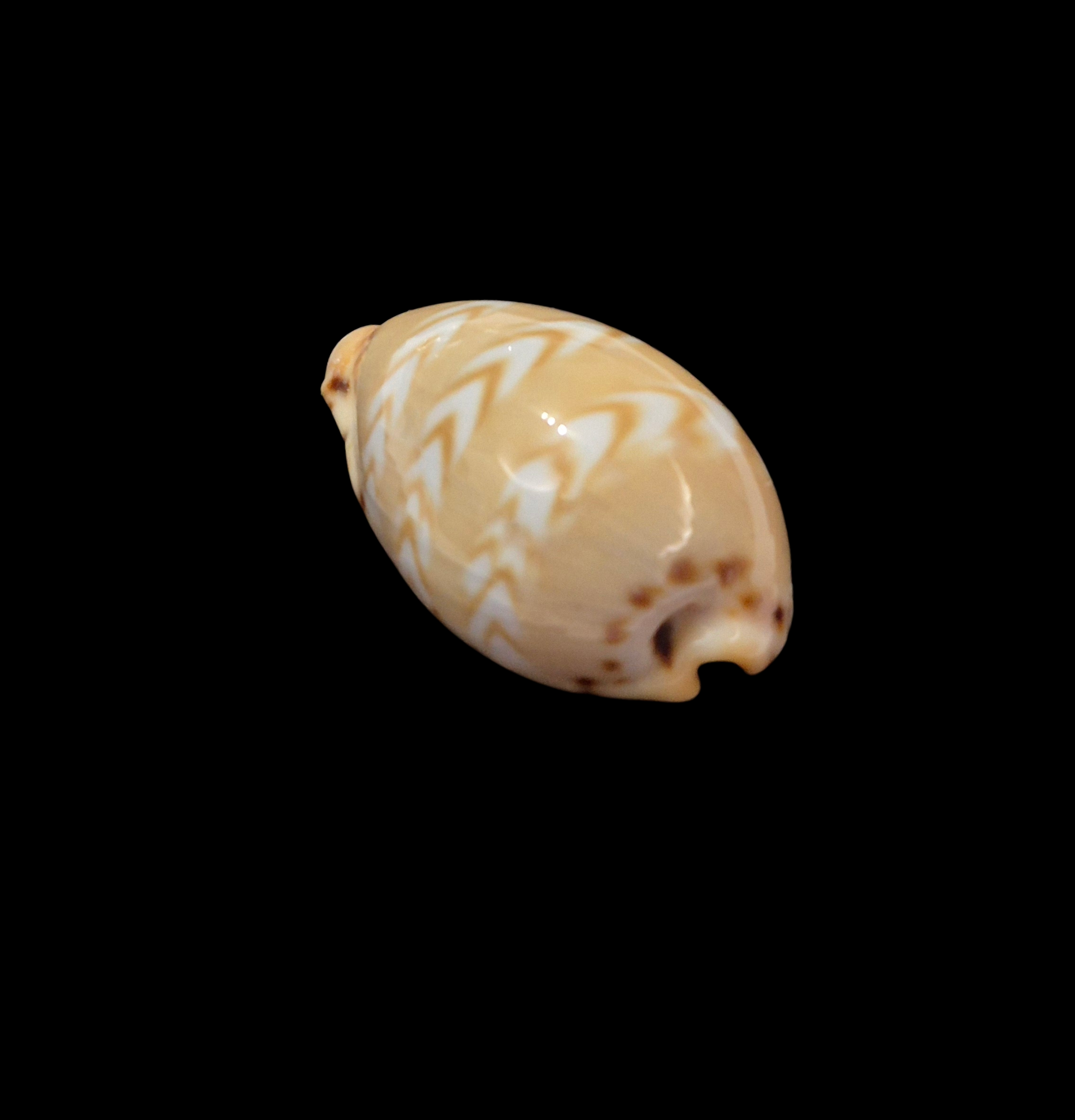 BC353 Palmadusta ziczac - GOOD SIZE - Image 3