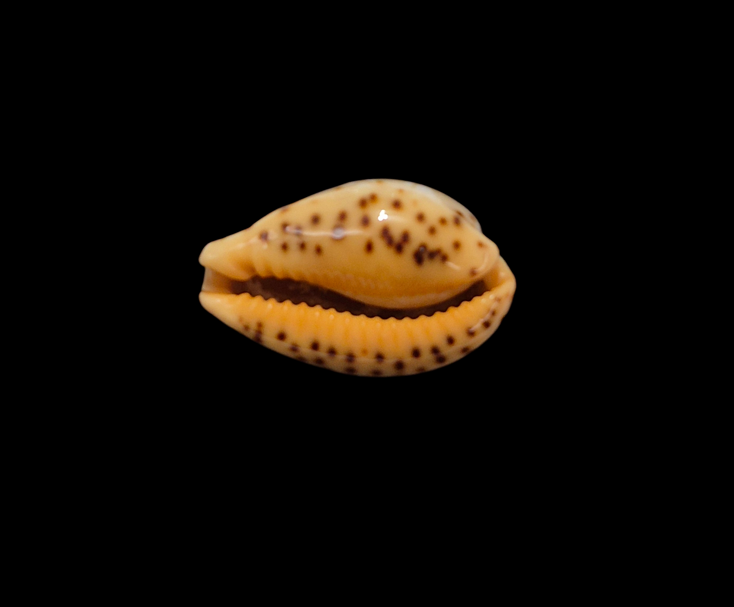 BC353 Palmadusta ziczac - GOOD SIZE - Image 4