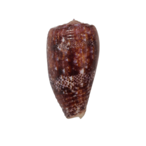 BC023 Conus adamsonii - STUNNING PURPLE