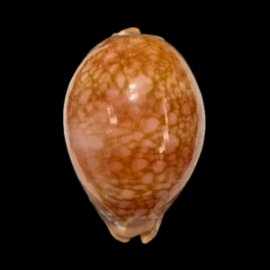 BC038 Callistocypraea broderipii - XXXL SIZE!!!