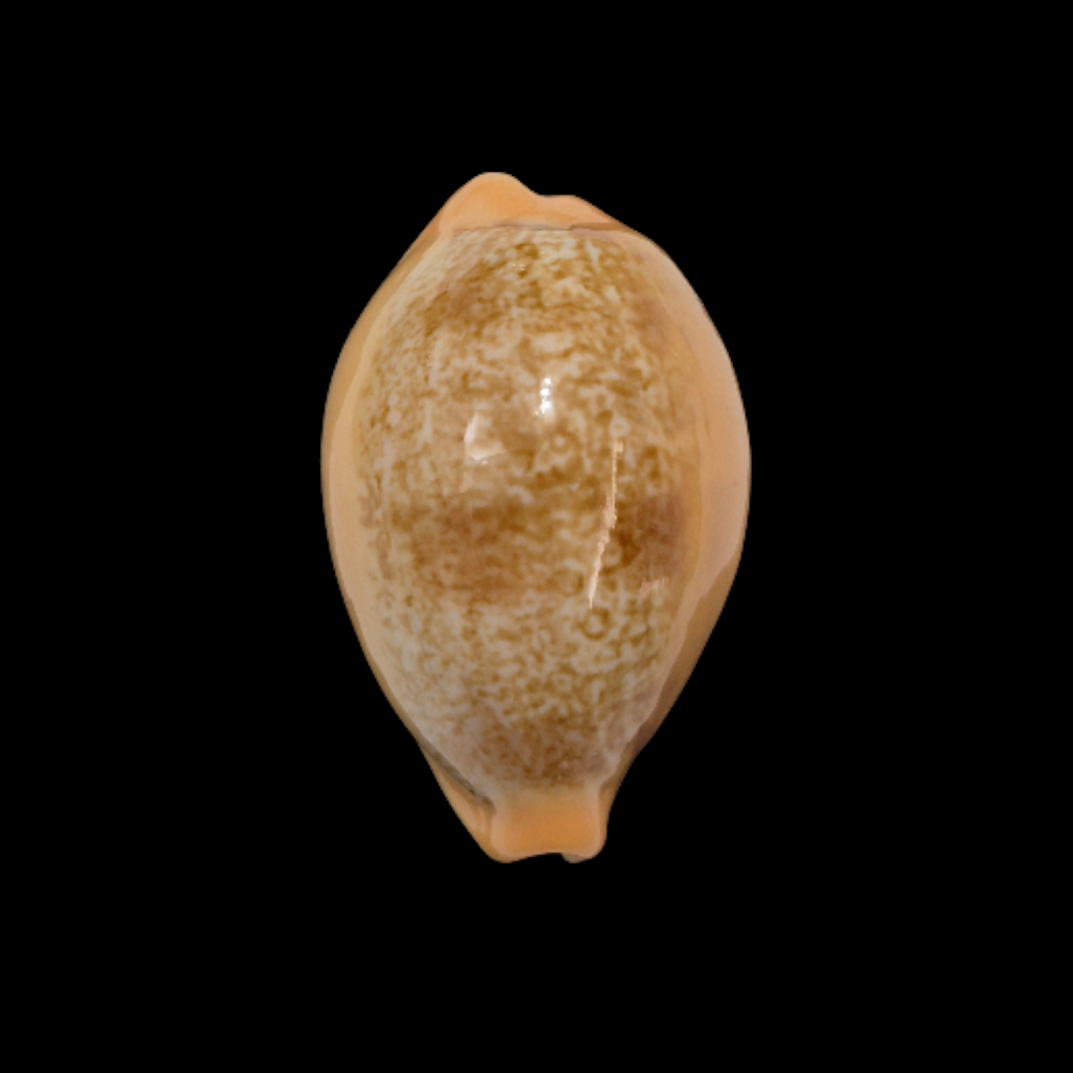 BC355 Cypraea langfordi - PATTERNFUL