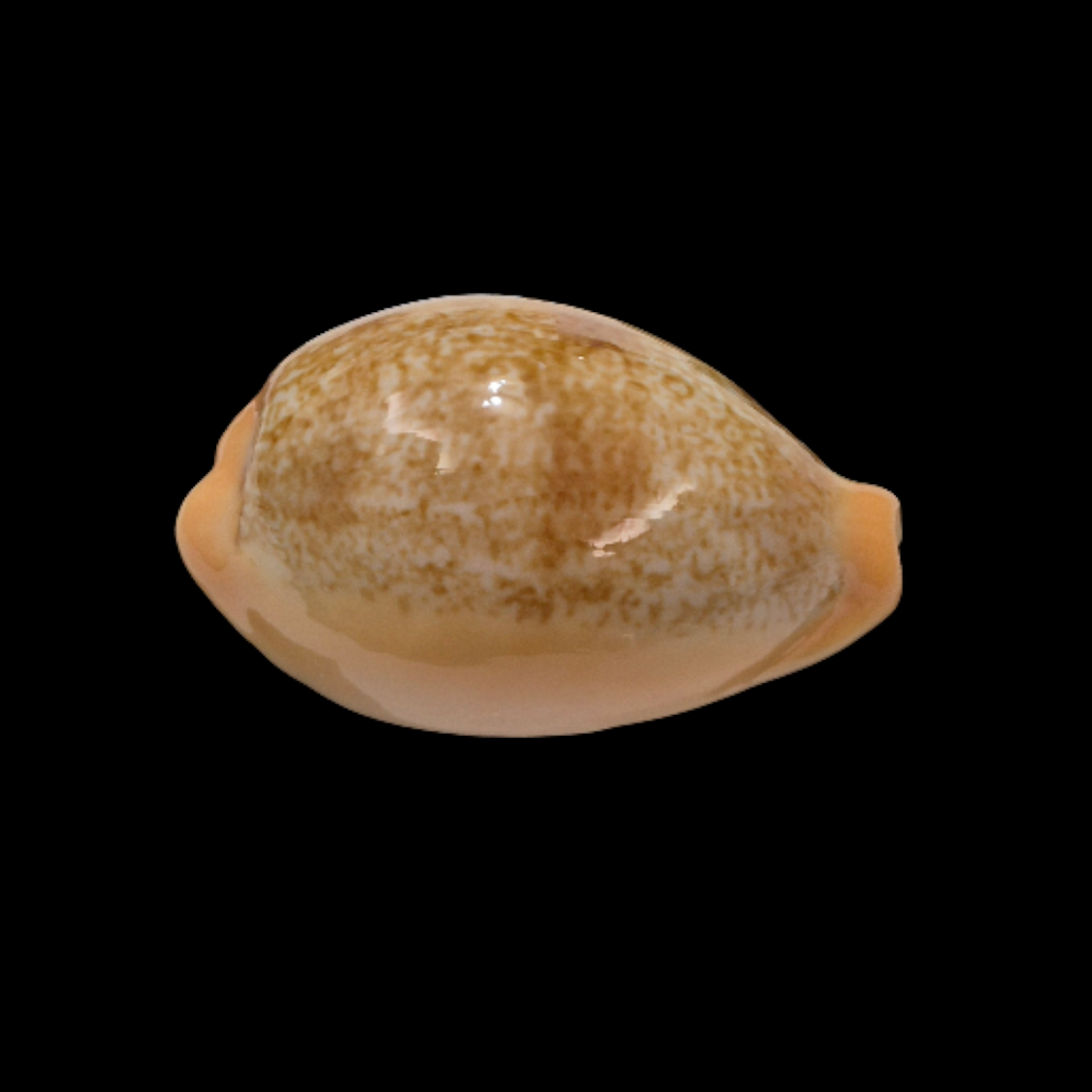 BC355 Cypraea langfordi - PATTERNFUL - Image 2