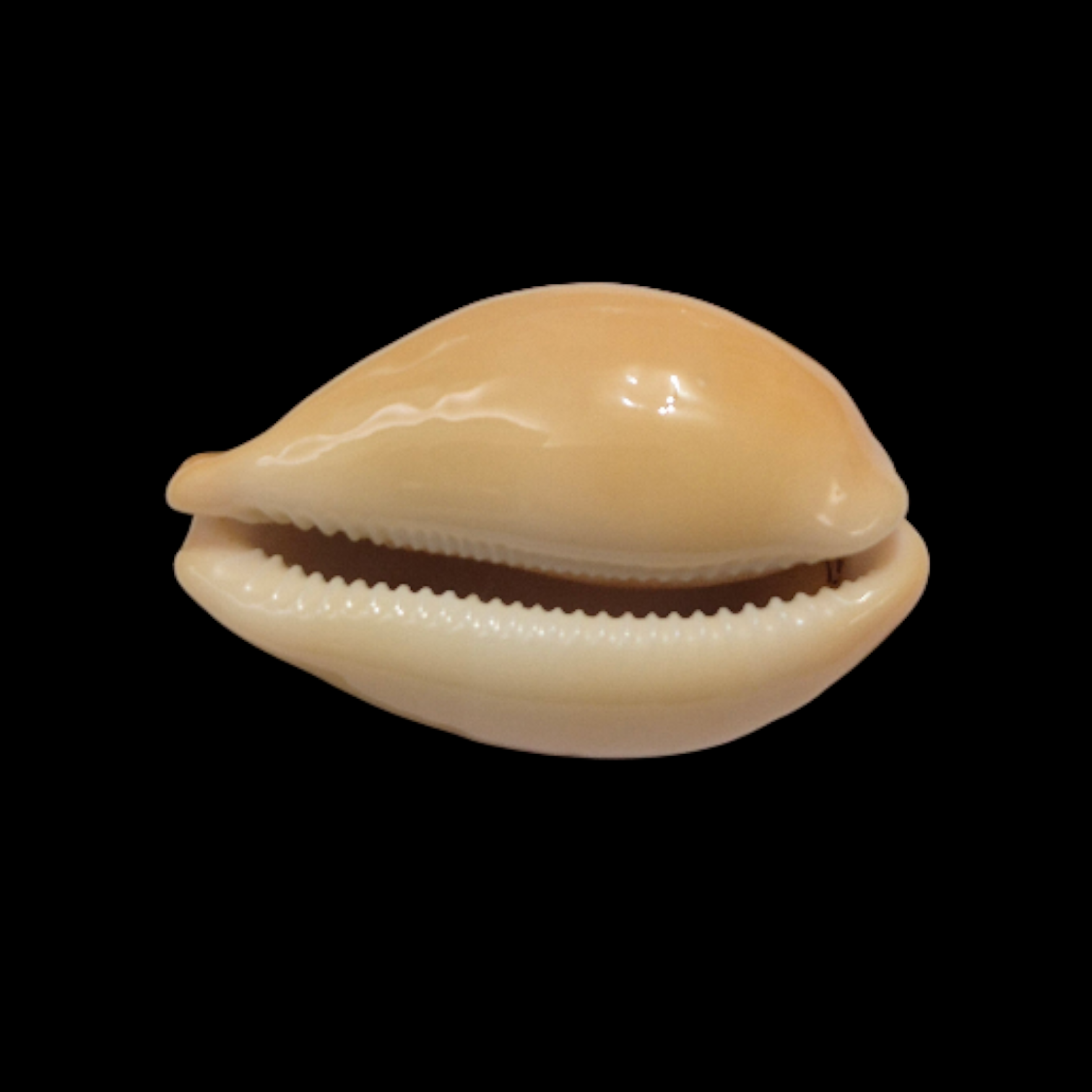 BC355 Cypraea langfordi - PATTERNFUL - Image 5