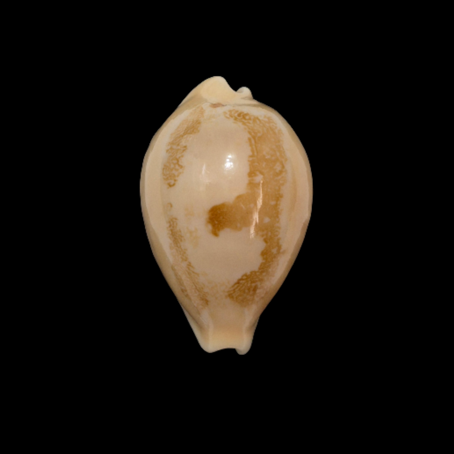 BC357 Austrasiatica sakuraii - SELECTED