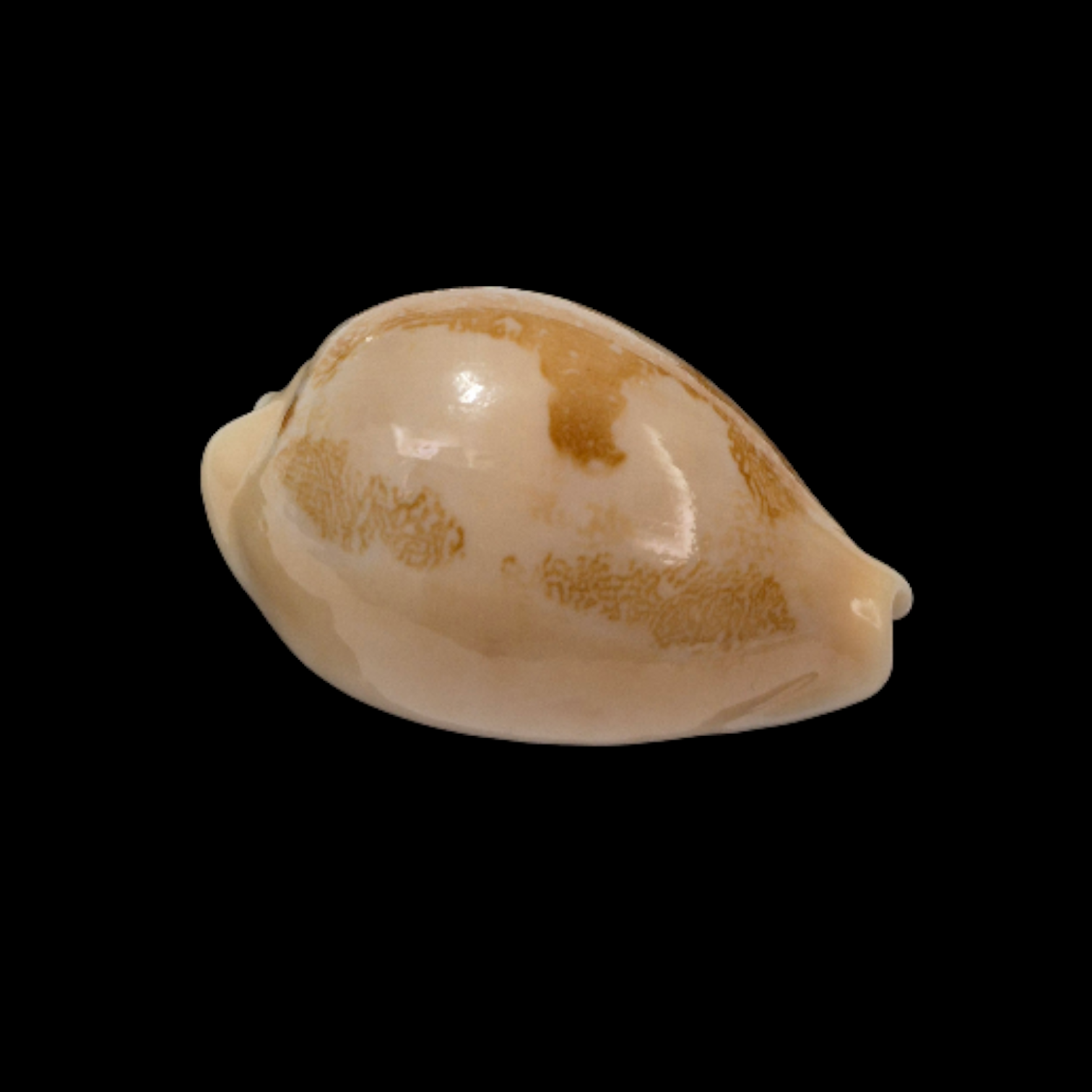 BC357 Austrasiatica sakuraii - SELECTED - Image 2