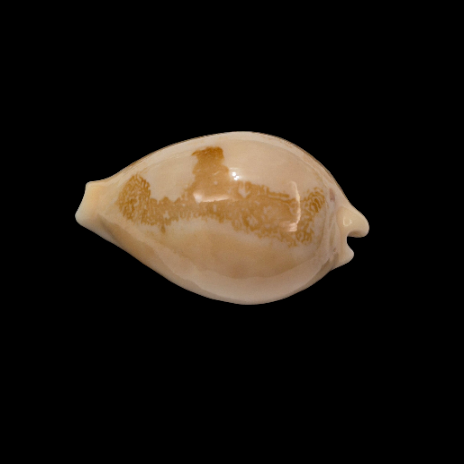 BC357 Austrasiatica sakuraii - SELECTED - Image 3