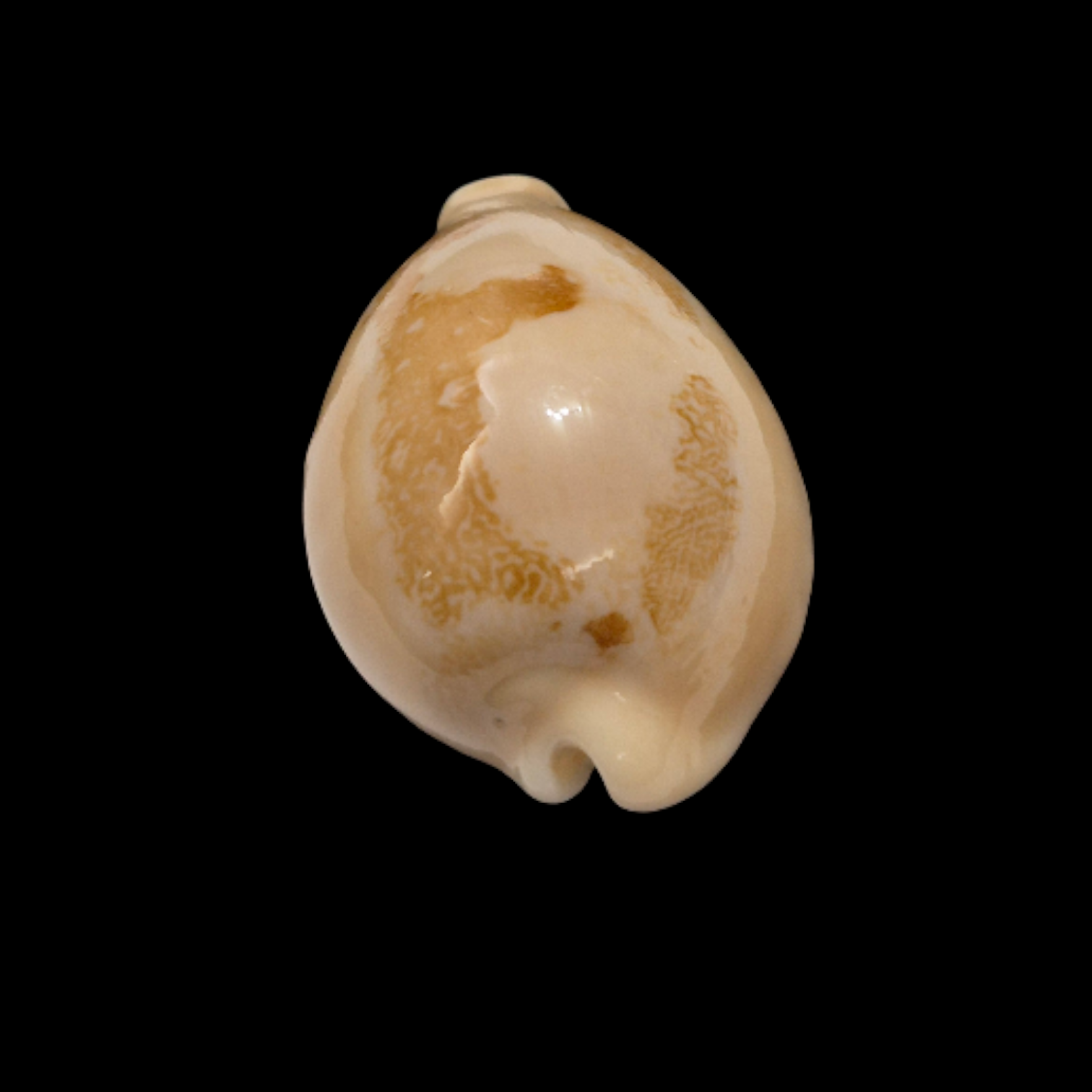 BC357 Austrasiatica sakuraii - SELECTED - Image 4