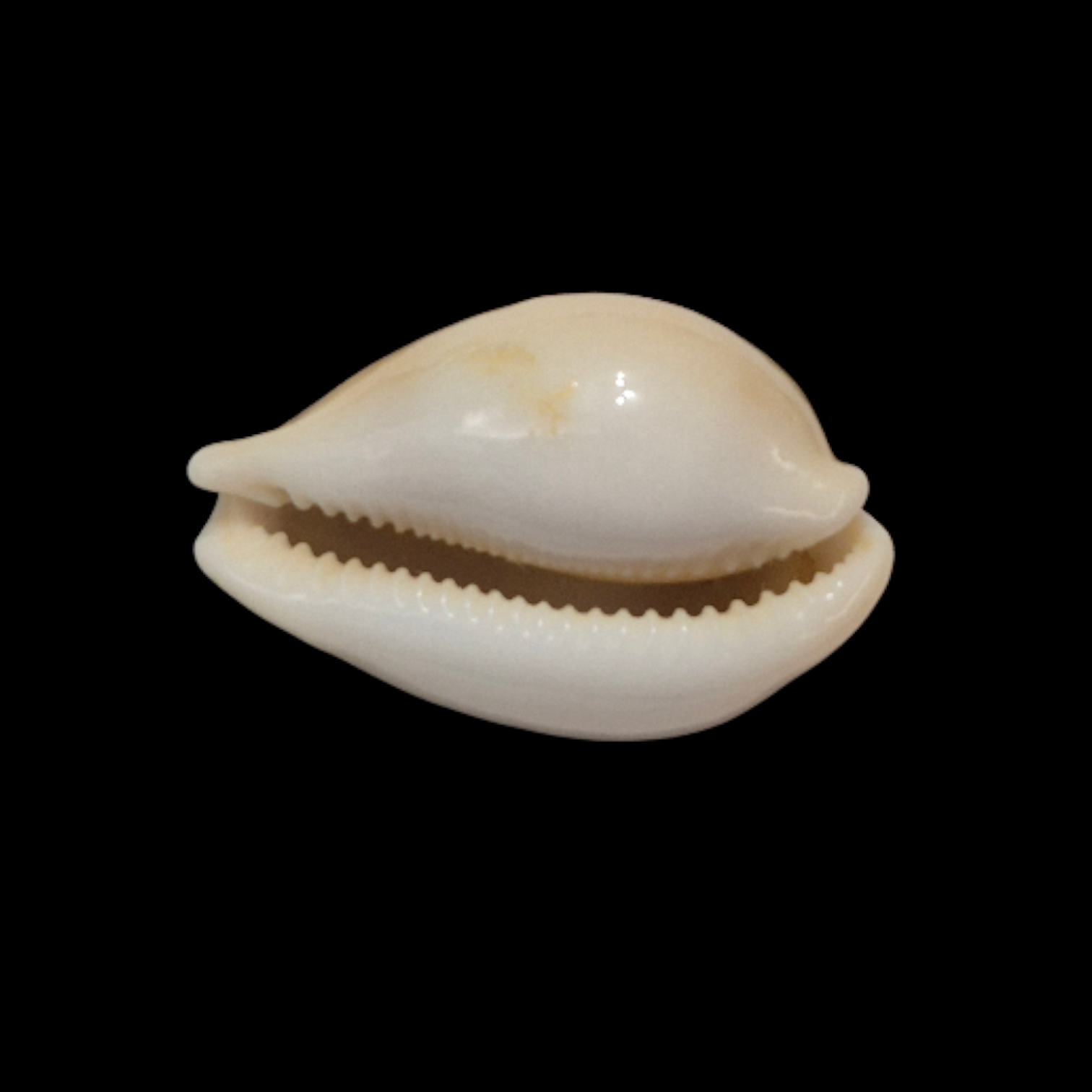 BC357 Austrasiatica sakuraii - SELECTED - Image 5