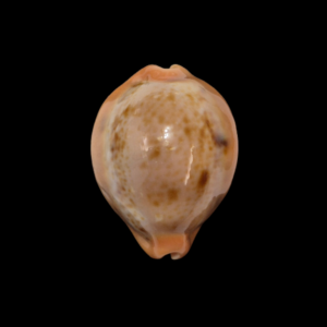 BC356 Raybaudia porteri - HYPER-CALLOUS