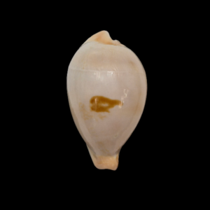 BC358 Hiraseadusta hirasei - BIG SIZE