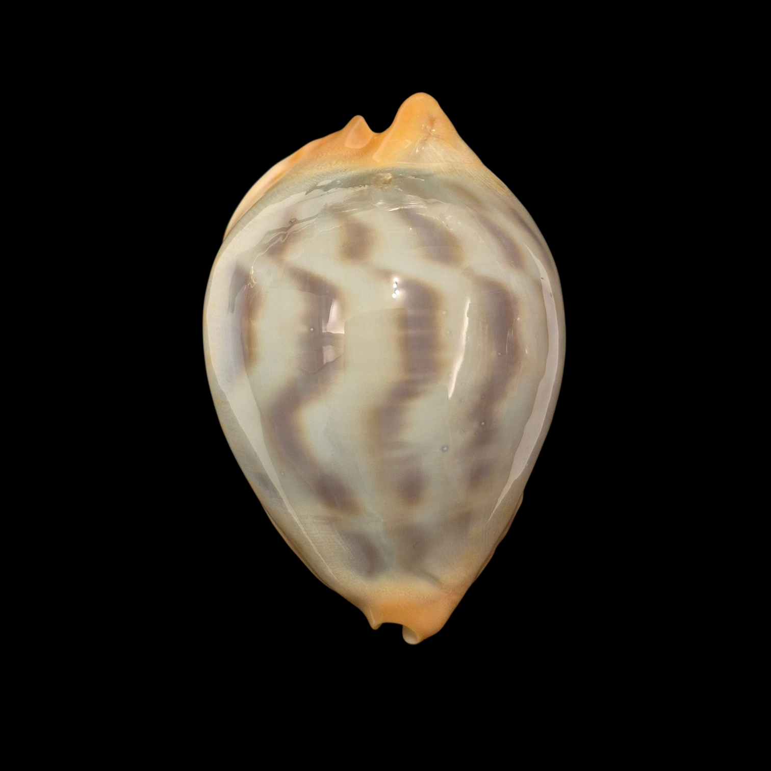 BC075 Zoila jeaniana f. mirabilia - GREAT RARITY