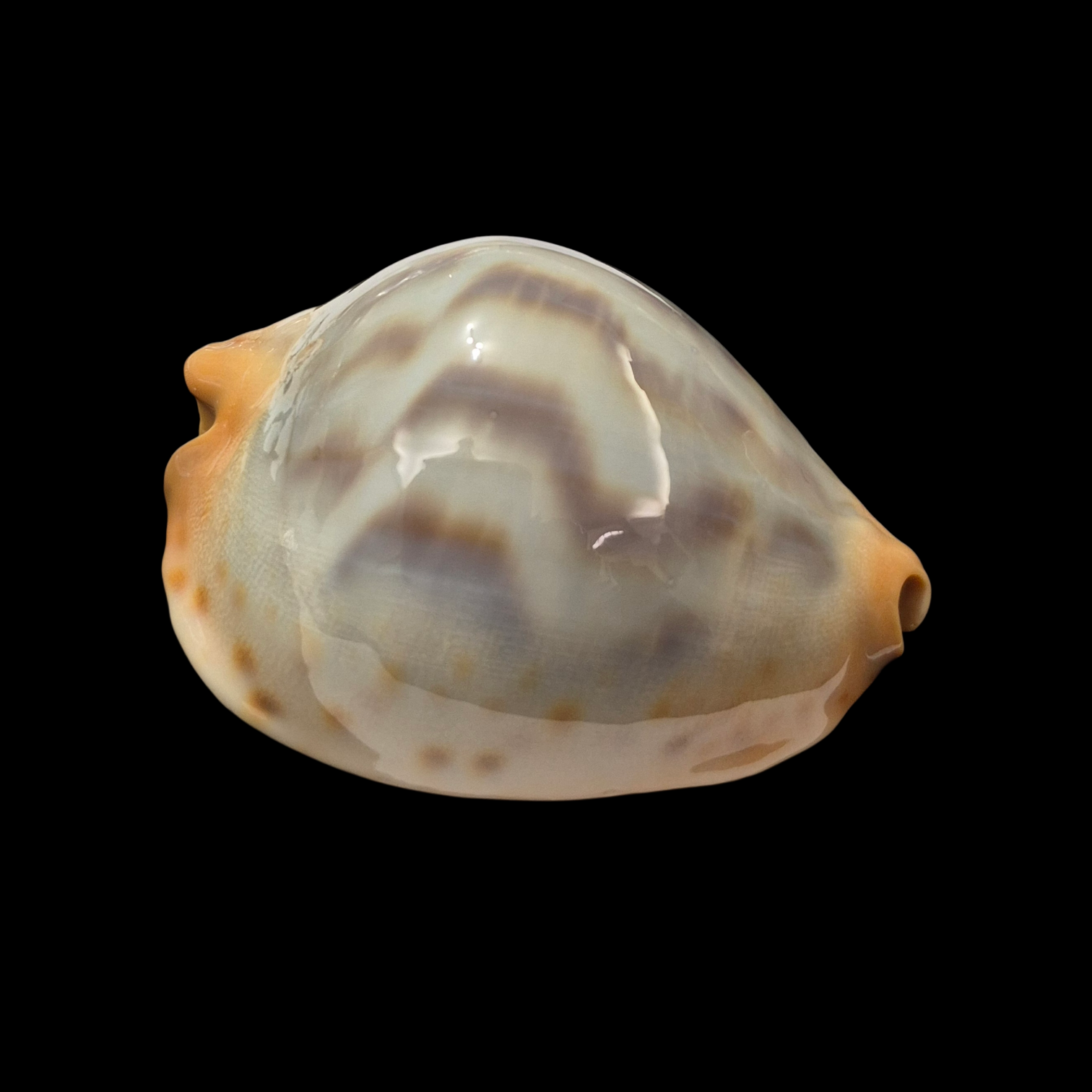 BC075 Zoila jeaniana f. mirabilia - GREAT RARITY - Image 3