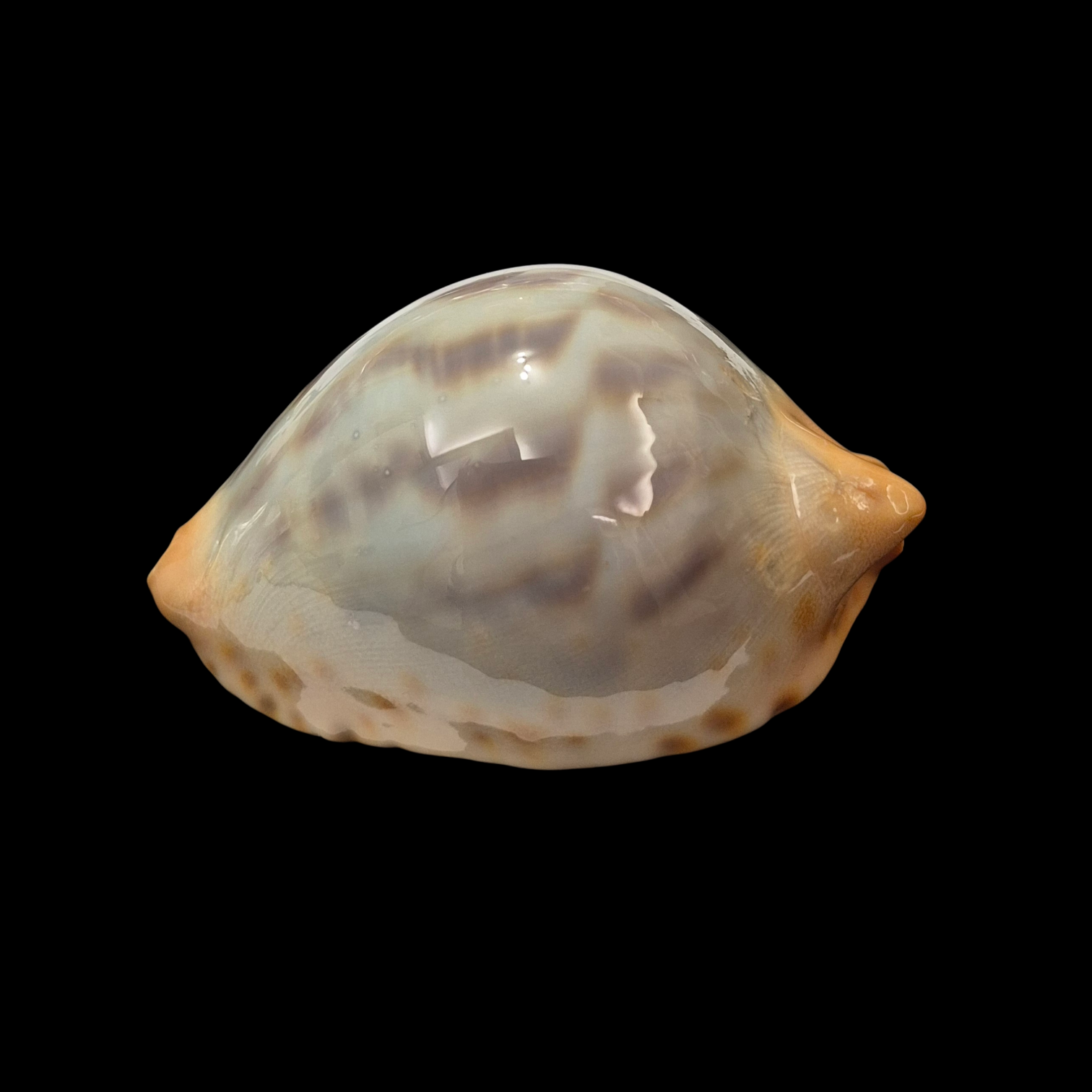 BC075 Zoila jeaniana f. mirabilia - GREAT RARITY - Image 4